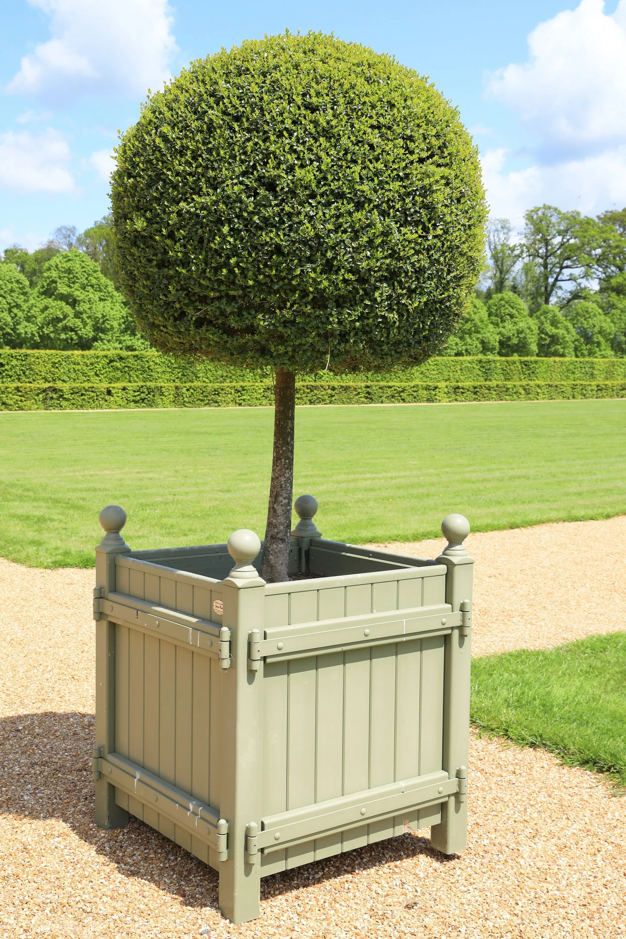 30 AMERICAN BOXWOOD Common Buxus Sempervirens European Box Shrub Seeds - Image 6