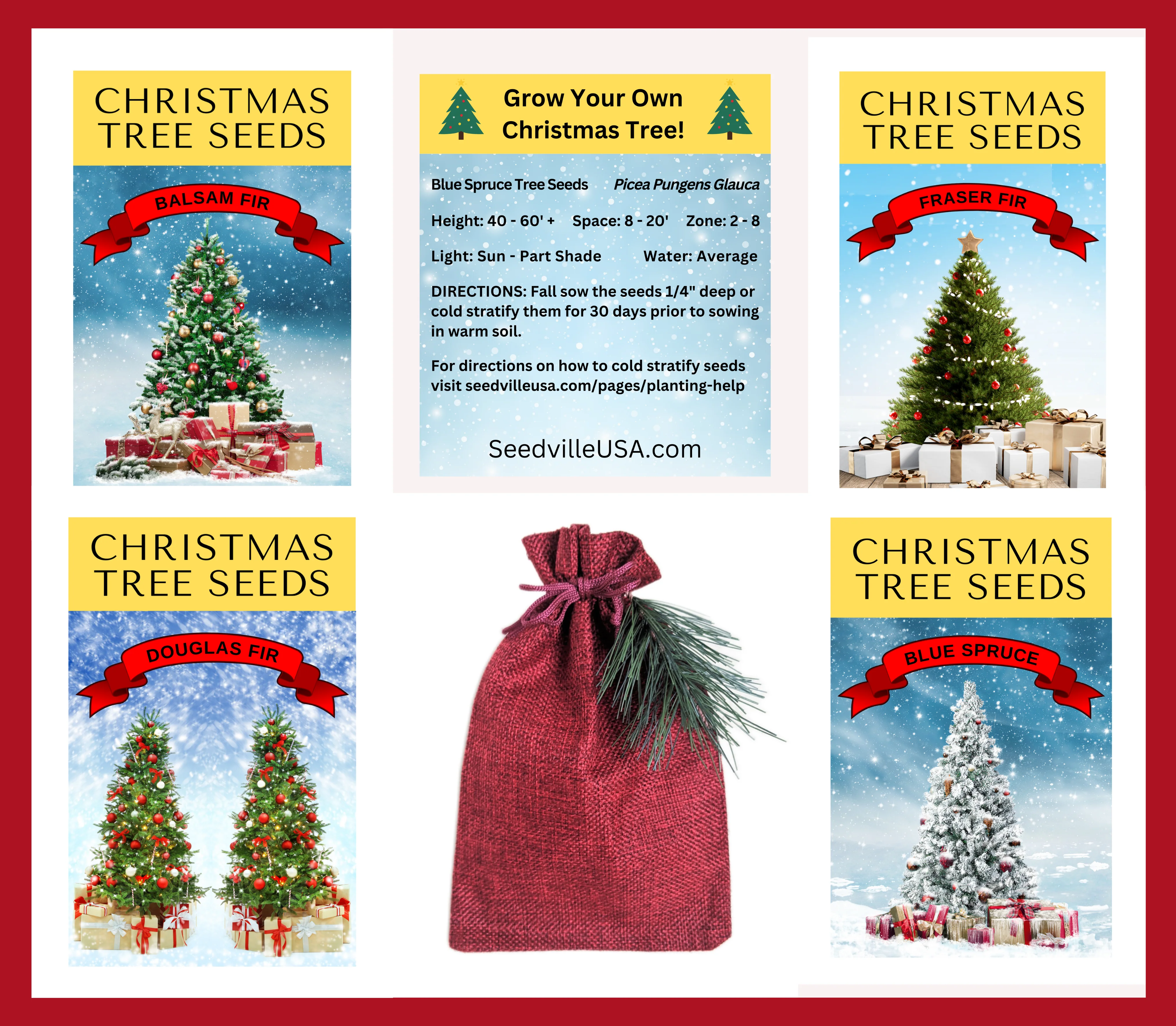 30 BALSAM FIR Tree Abies Balsamea Christmas Tree Silver Pine Canadian Fir Native Evergreen Seeds - Image 18