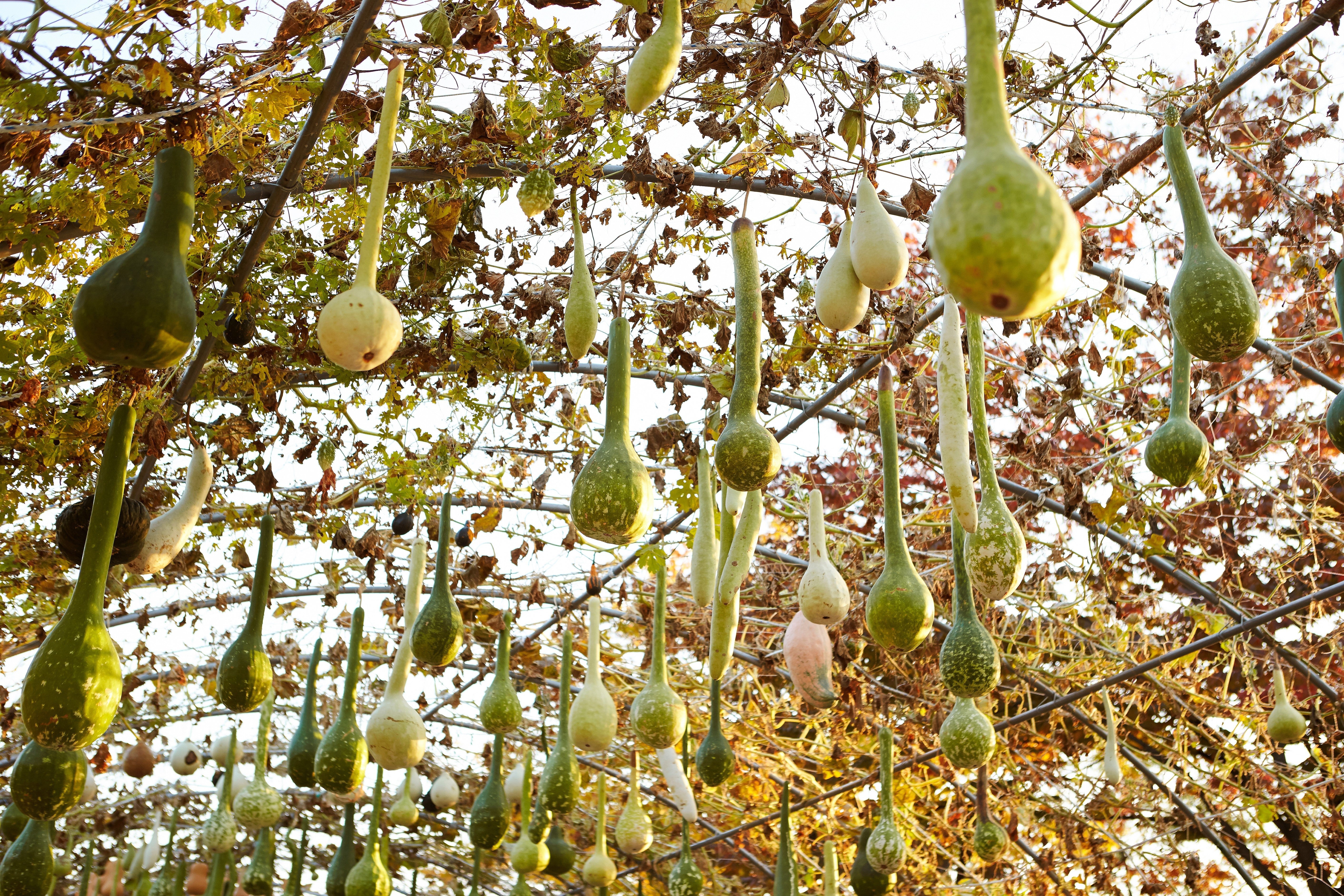 30 DIPPER GOURD Siphon Gourd Green Lagenaria Siceraria Vegetable Seeds - Image 3