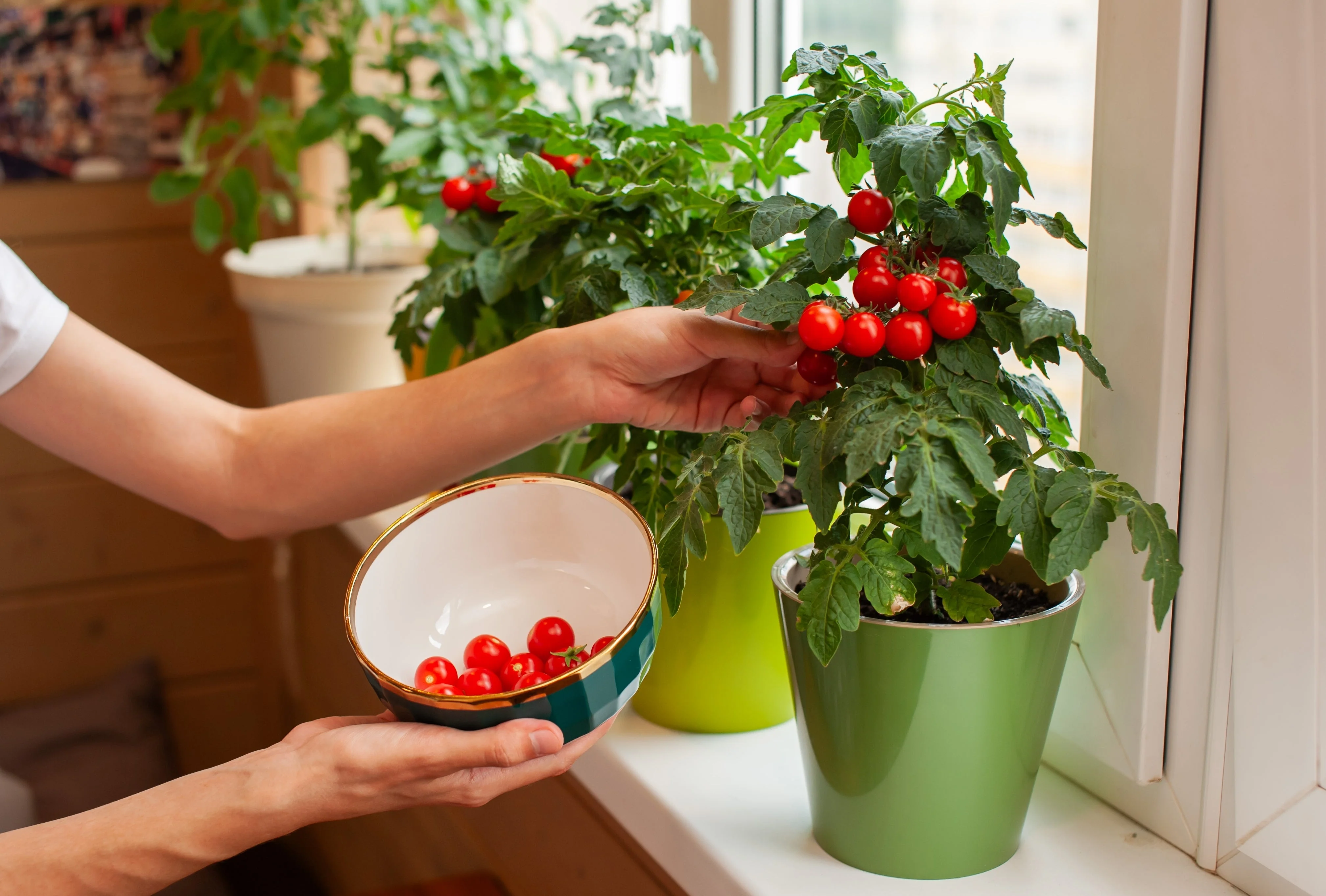 30 Dwarf Cherry TOMATO TINY TIM Solanum Lycoperscium Red Fruit Seeds - Image 4