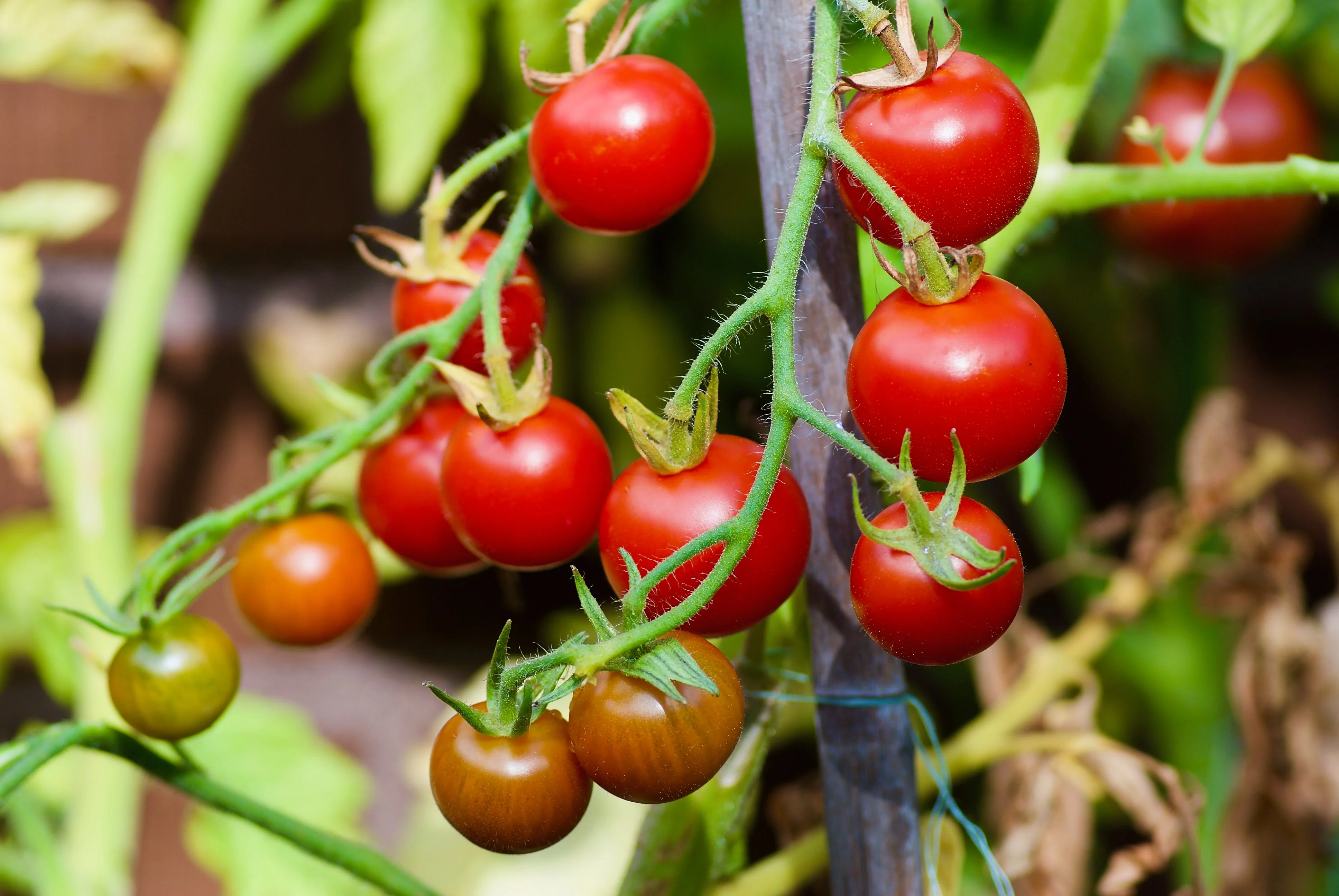 30 Dwarf Cherry TOMATO TINY TIM Solanum Lycoperscium Red Fruit Seeds - Image 6