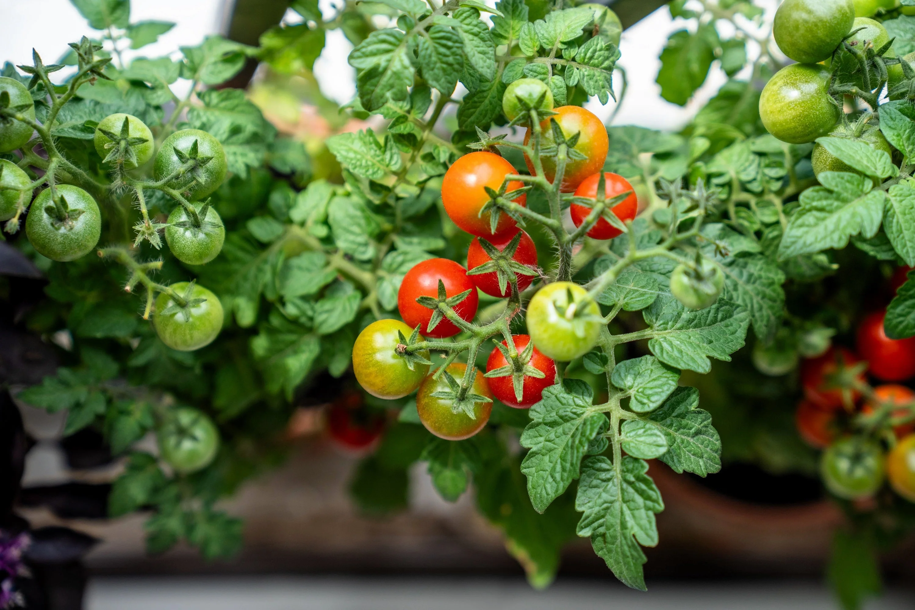 30 Dwarf Cherry TOMATO TINY TIM Solanum Lycoperscium Red Fruit Seeds - Image 8