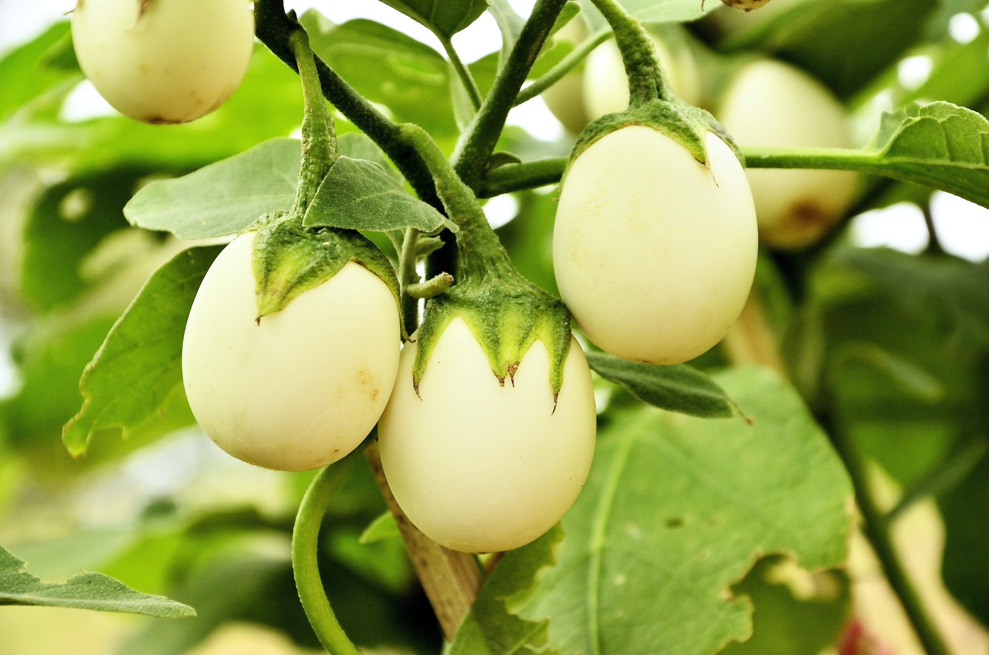 30 EASTER EGG PLANT (Easter Eggplant / Ornamental Eggplant / Nest Egg) Solanum Ovigerum Seeds - Image 2