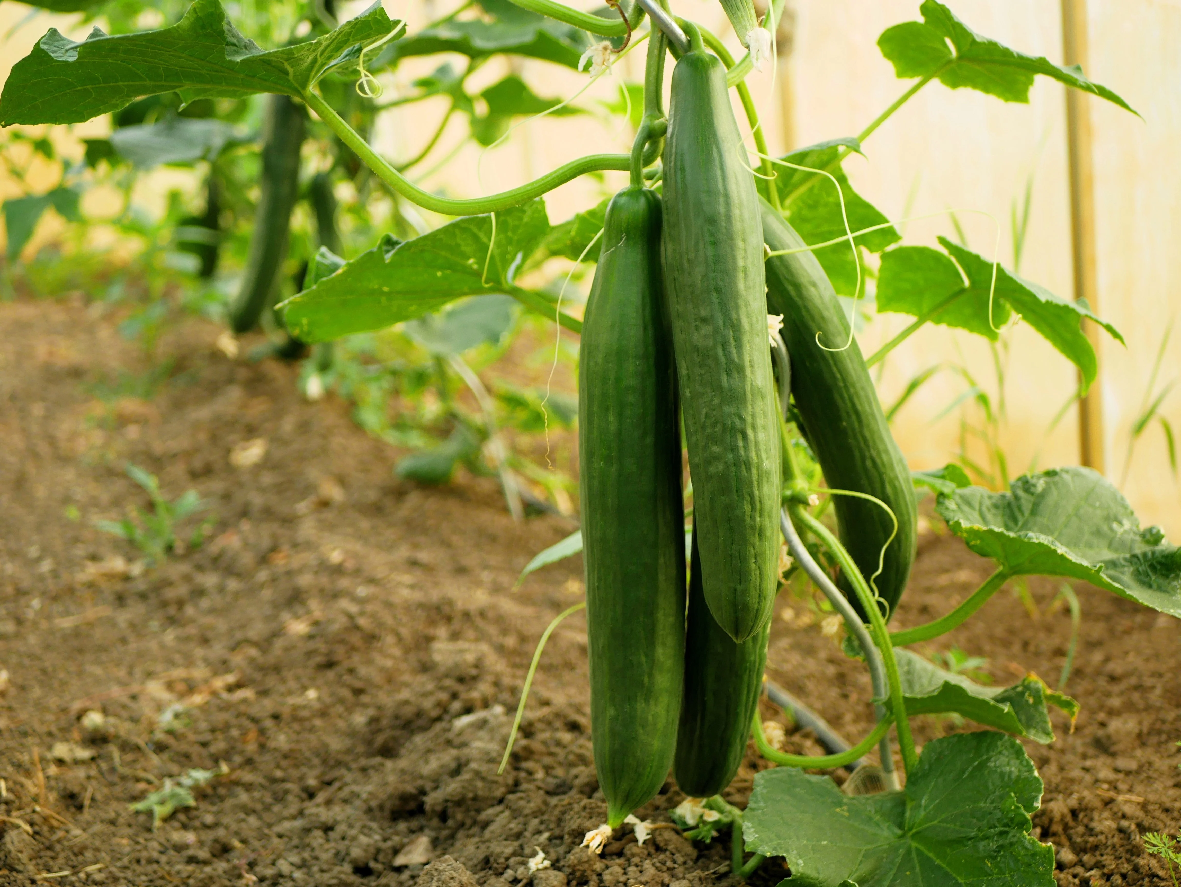30 ENGLISH CUCUMBER Cucumis Sativus Burpless Fruit Vegetable Seeds - Image 3