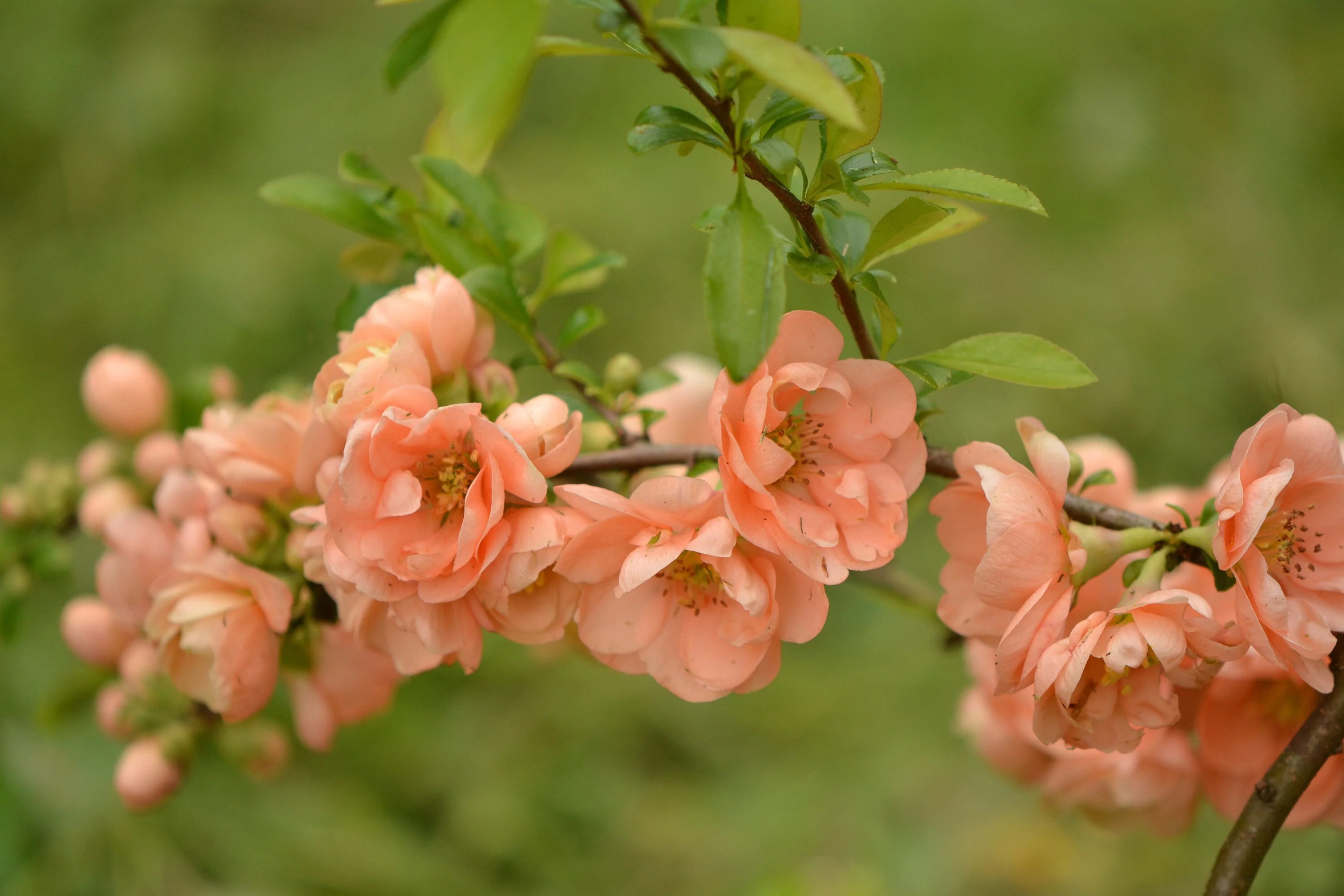30 FLOWERING QUINCE Fruit Seeds - Pink Red White Orange Flowering Shrub - aka Japanese, Chinese, & Common Quince - Chaenomeles Speciosa - Image 12