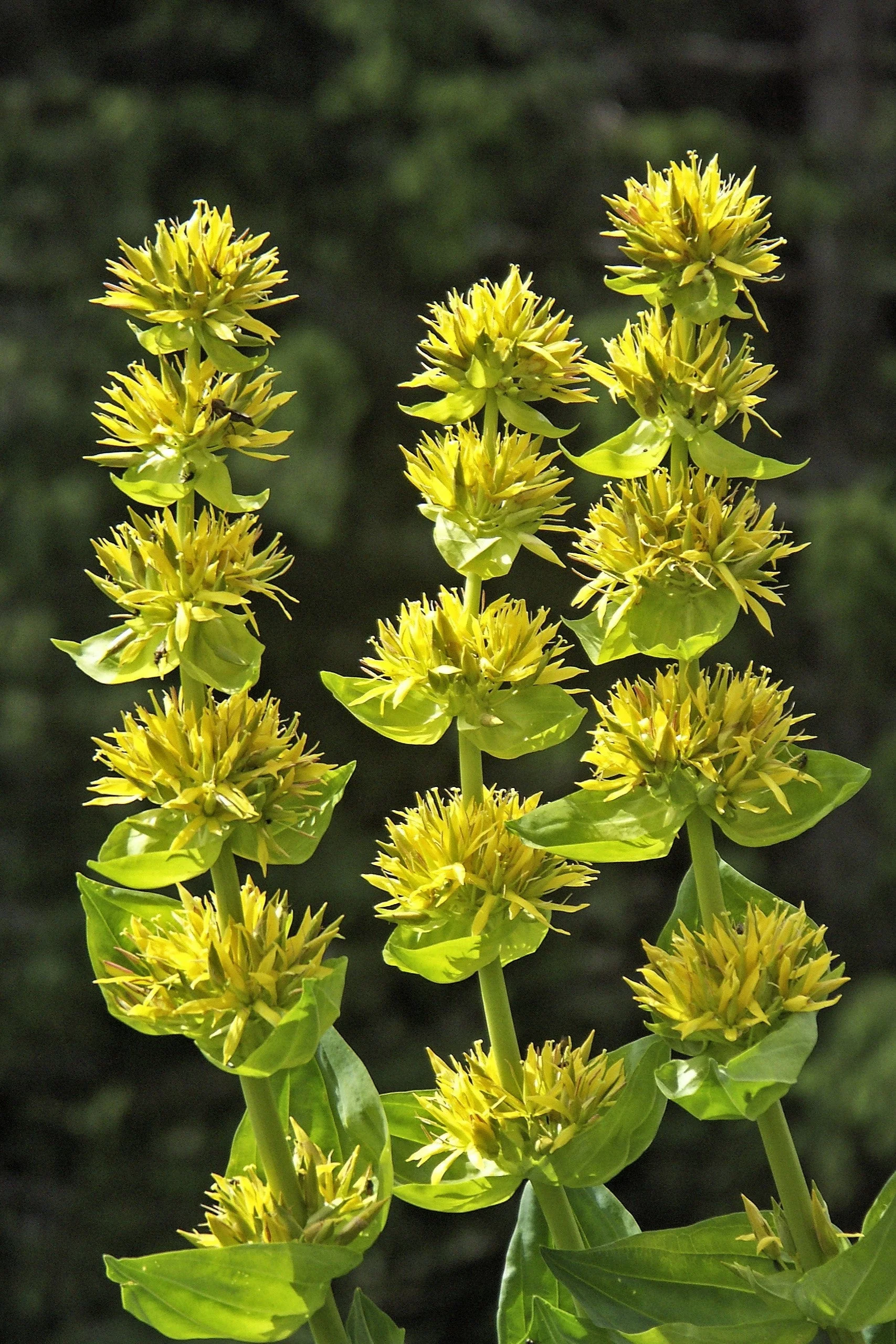 30 GREAT YELLOW GENTIAN Gentiana Lutea Herb Flower Seeds - Image 2