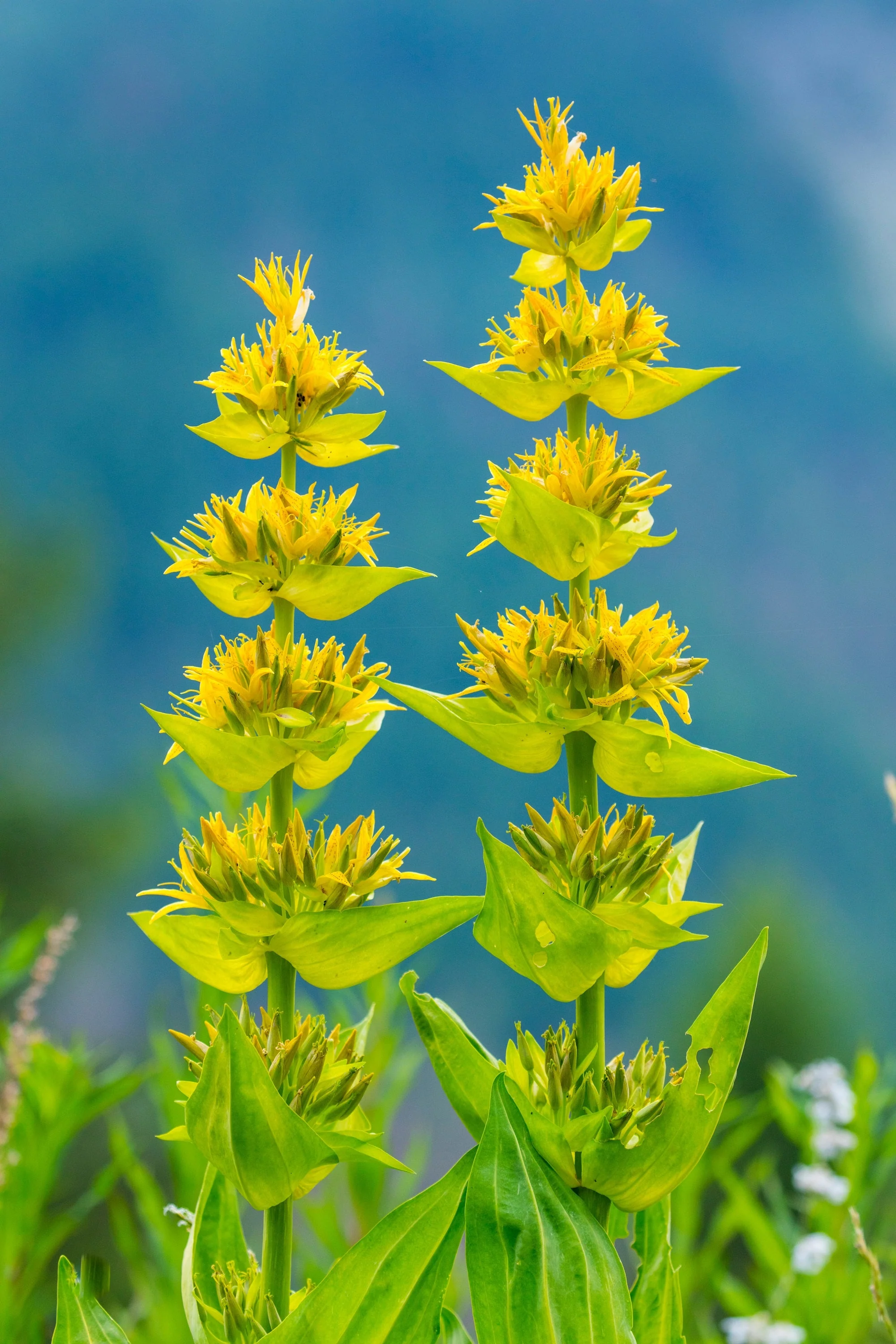 30 GREAT YELLOW GENTIAN Gentiana Lutea Herb Flower Seeds - Image 3
