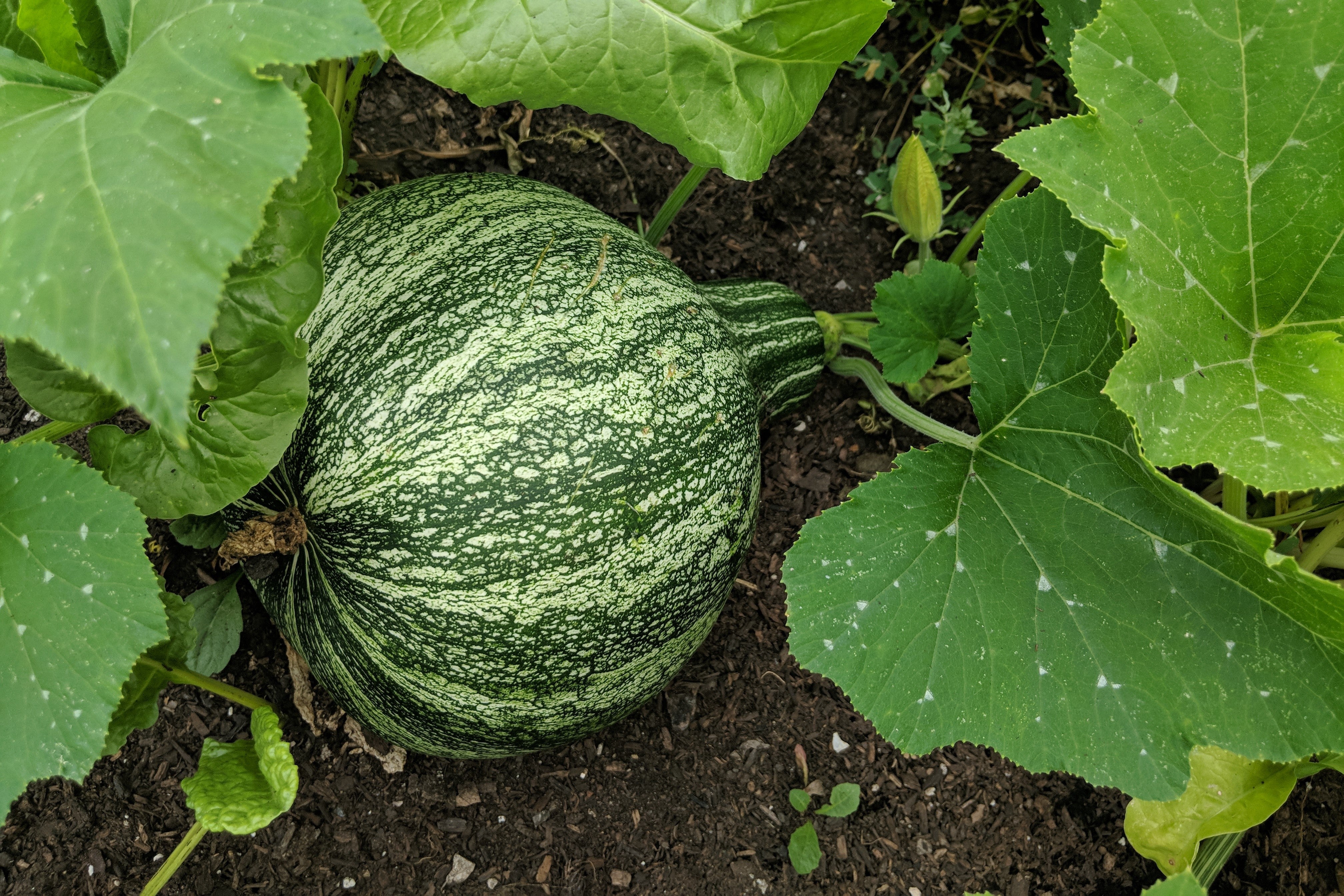 30 Green Striped CUSHAW SQUASH PUMPKIN (Tennessee Sweet Potato Squash) Cucurbita Mixta Vegetable Seeds - Image 3