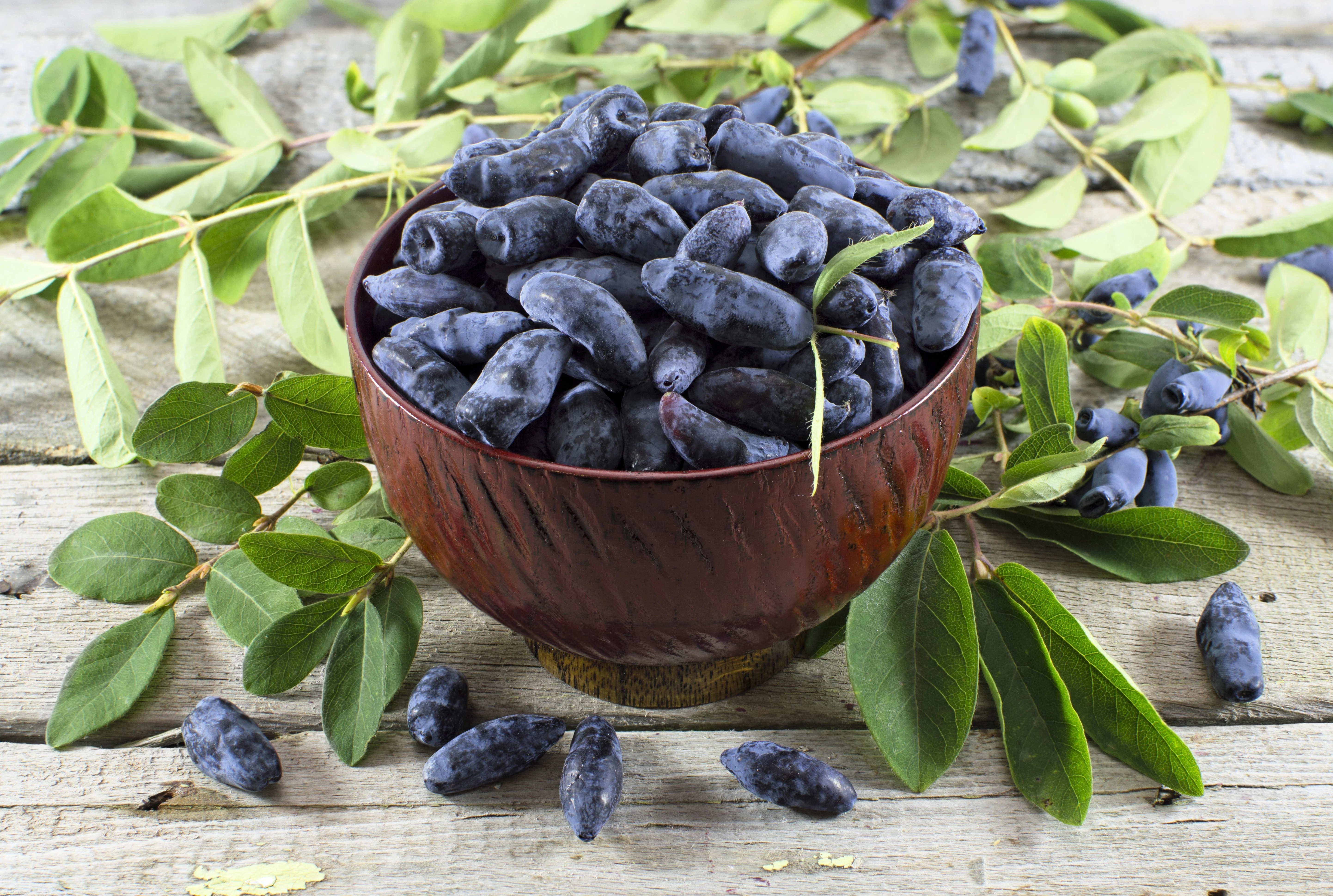 30 HONEYBERRY Blue Honeysuckle Lonicera Caerulea Edible Fruit Shrub Seeds - Image 3