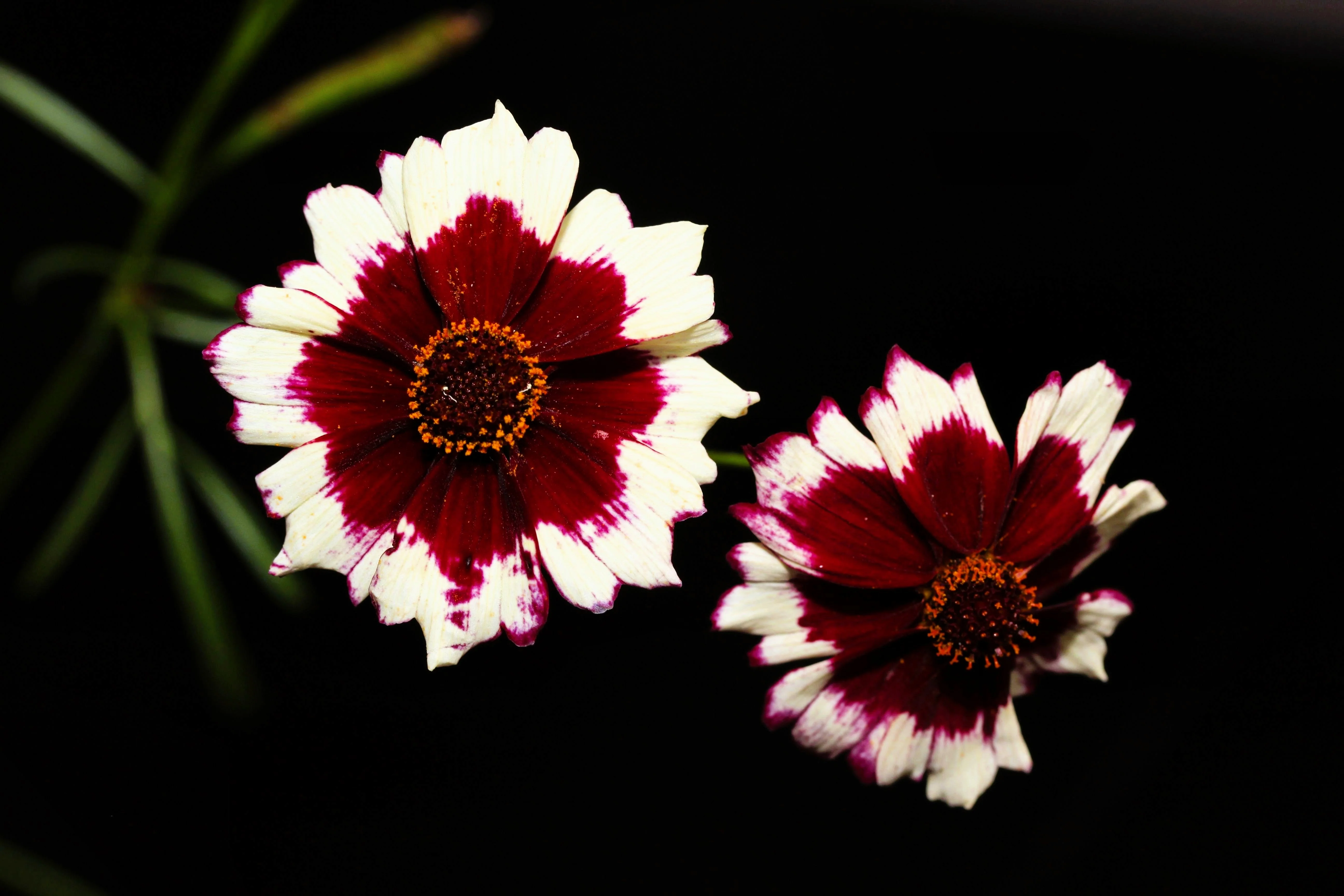 30 INCREDIBLE SWIRL COREOPSIS White & Burgundy Red Tickseed Flower Seeds - Image 3