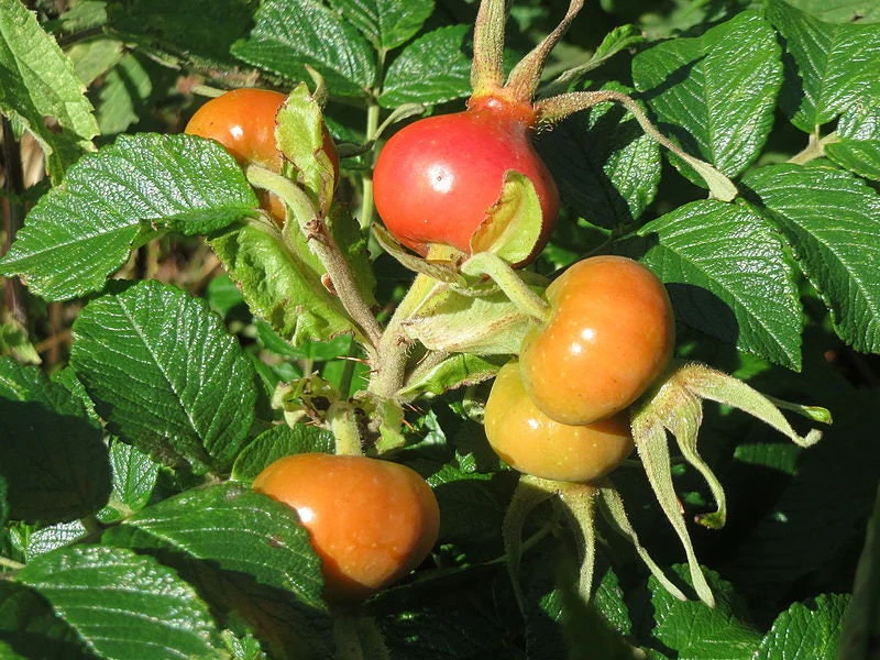 30 JAPANESE RED ROSE Bush Rosa Rugosa Rubra Rugrose Fragrant Flower Seeds - Image 4
