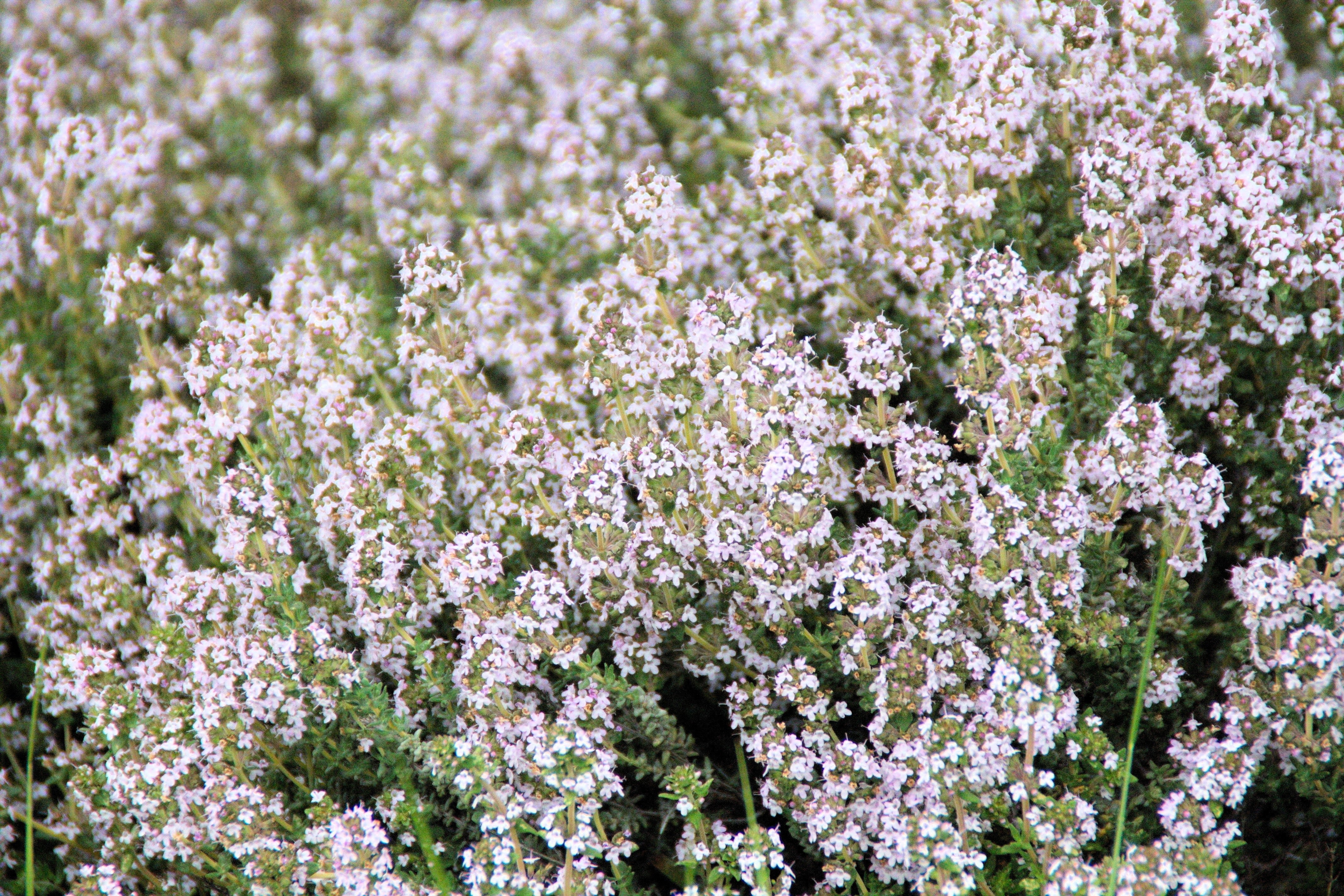 30 ORANGE THYME Orangelo Thymus Vulgaris Fragrantissimus Culinary Herb Seeds - Image 4