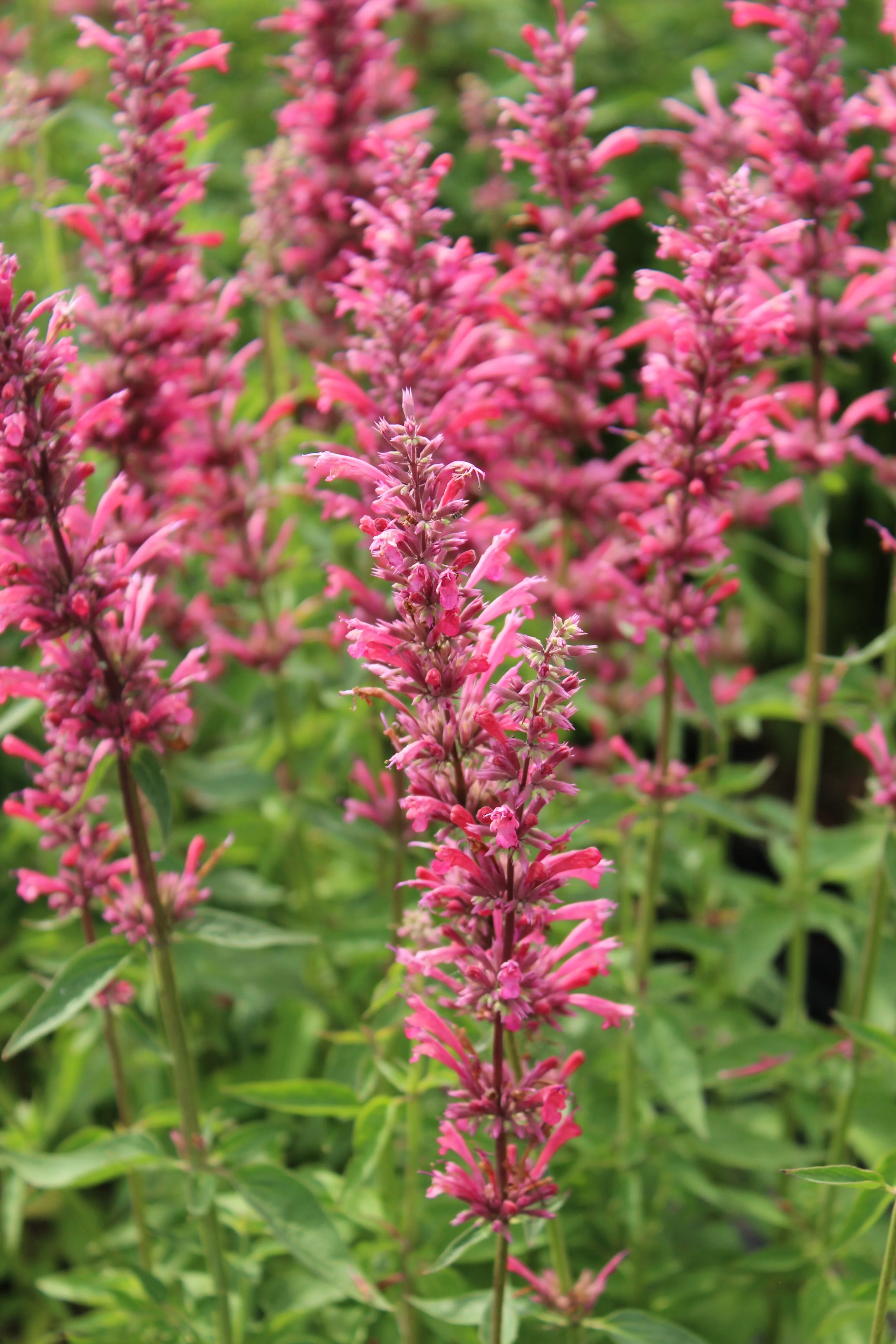 30 Red AGASTACHE HEATHER QUEEN Hummingbrid Mint Hyssop Flower Herb Seeds - Image 9