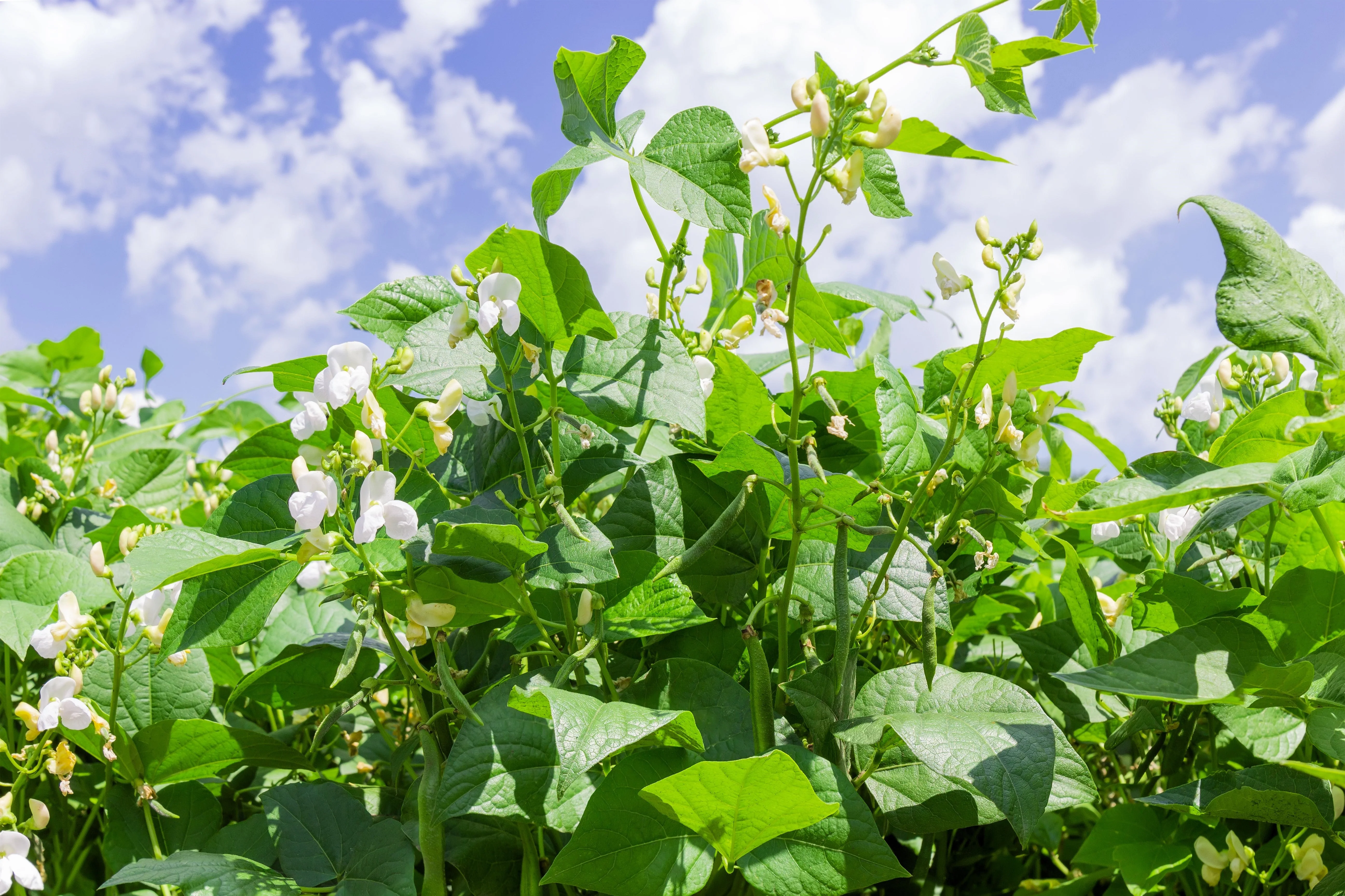 30 Red KIDNEY BEAN Phaseolus Vulgaris Vegetable Seeds - Image 3
