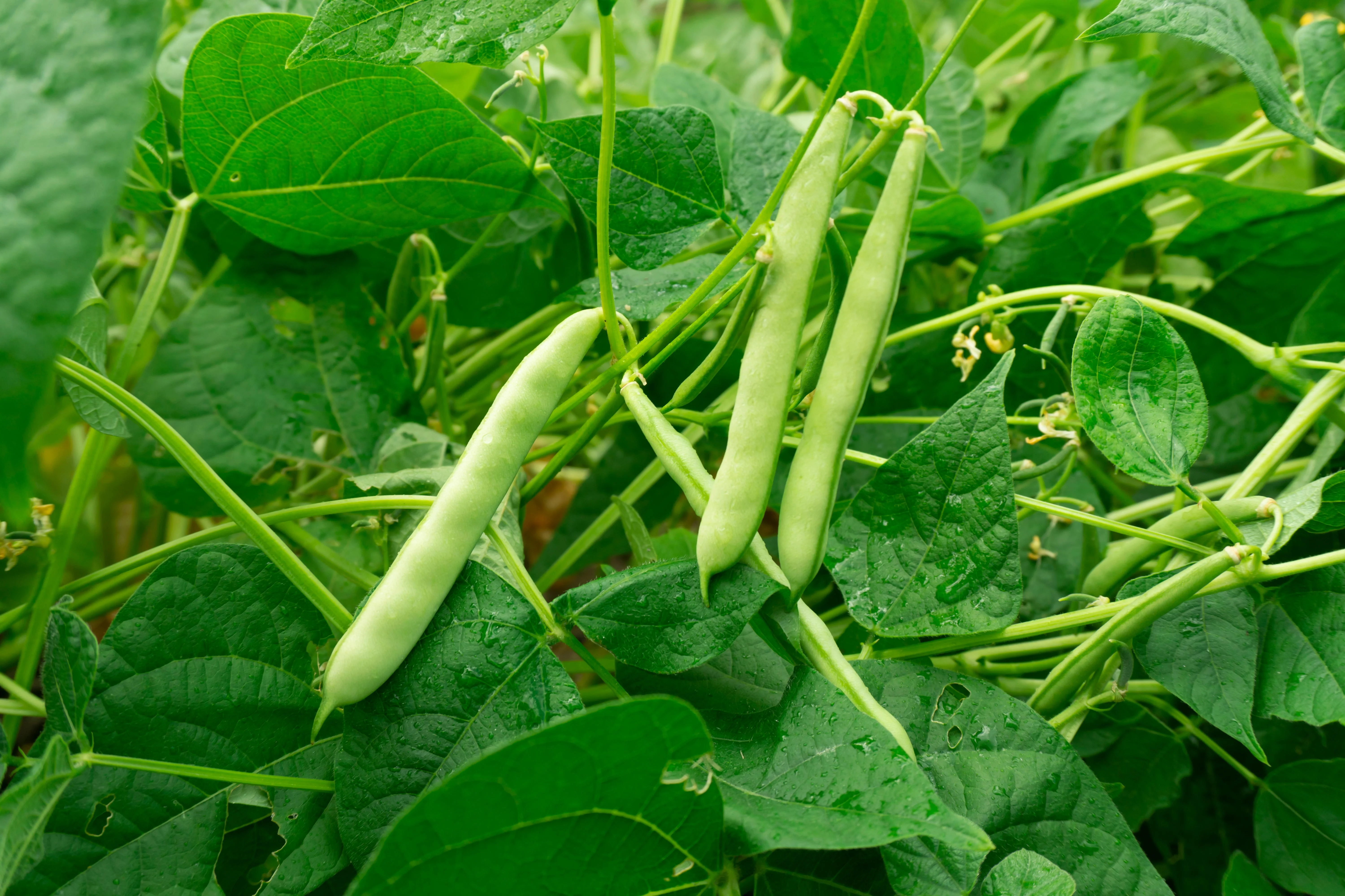 30 Red KIDNEY BEAN Phaseolus Vulgaris Vegetable Seeds - Image 4