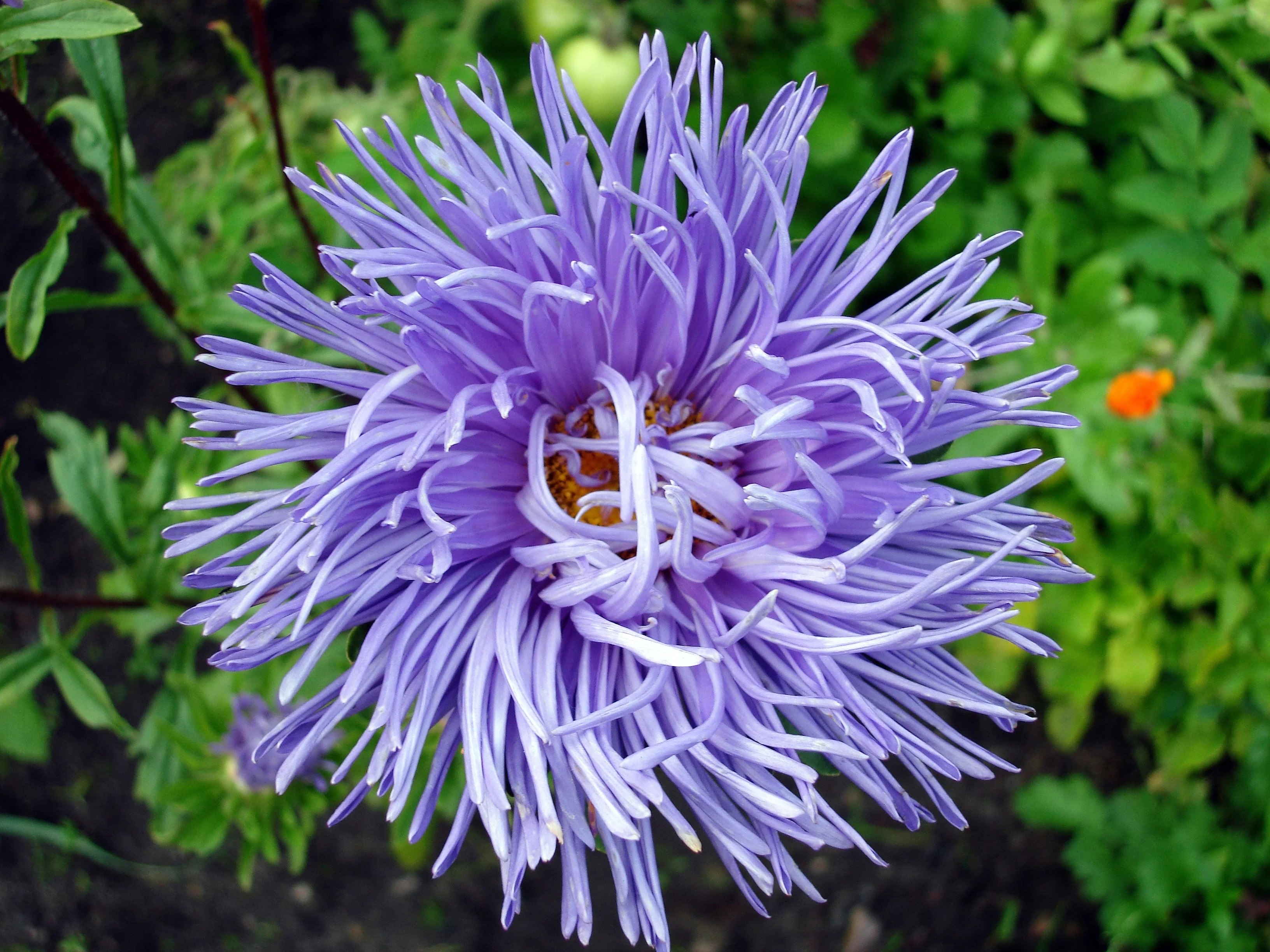 30 VIOLET Purple NEEDLE ASTER Callistephus Chinensis Unicom Flower Seeds - Image 7