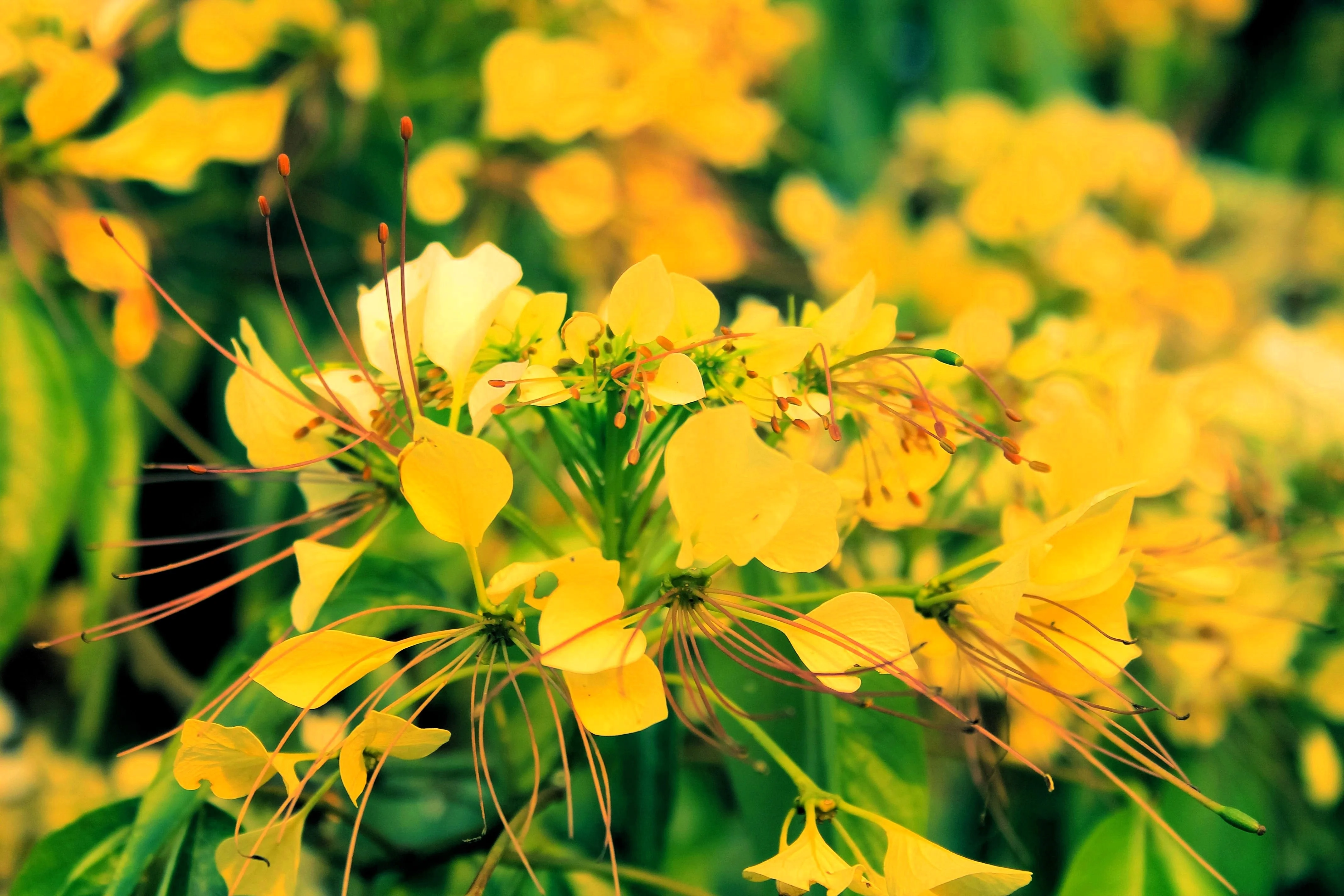 30 YELLOW BEEPLANT Cleome Lutea Golden Bee Plant Spiderflower Native Flower Seeds - Image 11