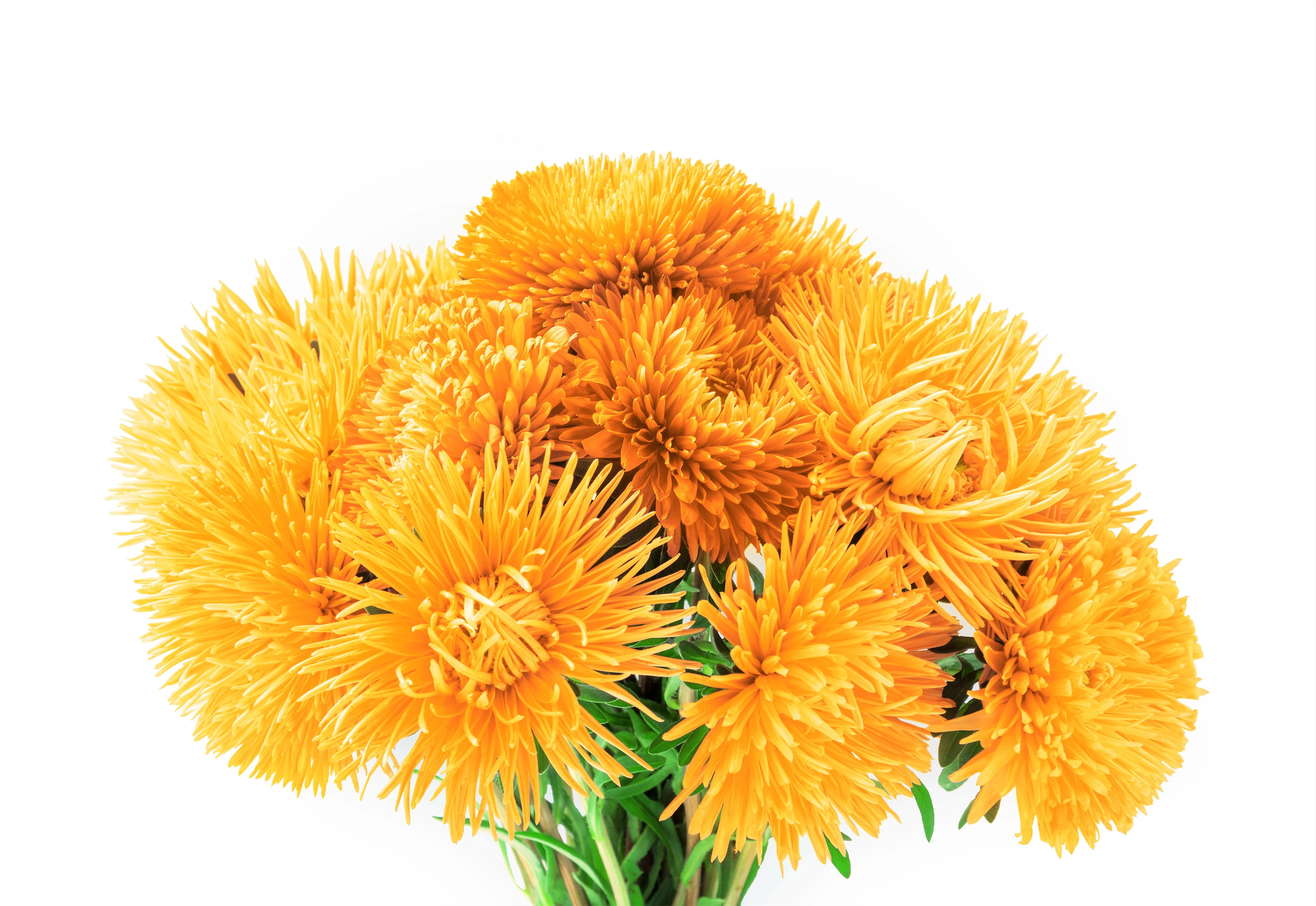 30 YELLOW NEEDLE ASTER Callistephus Chinensis Unicom Flower Seeds - Image 2