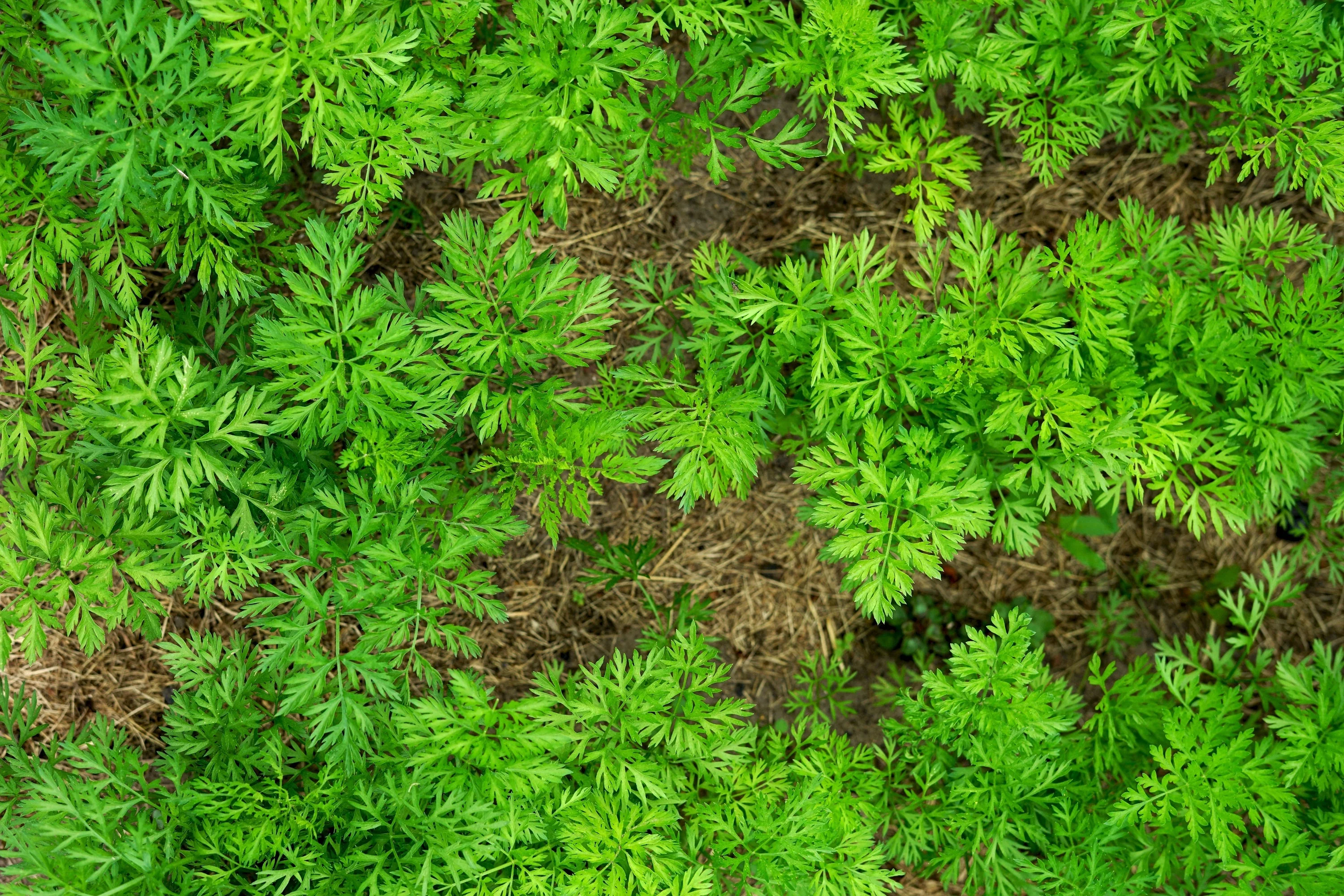 300 BLACK NEBULA CARROT Daucus Carota Root Vegetable Seeds - Image 6