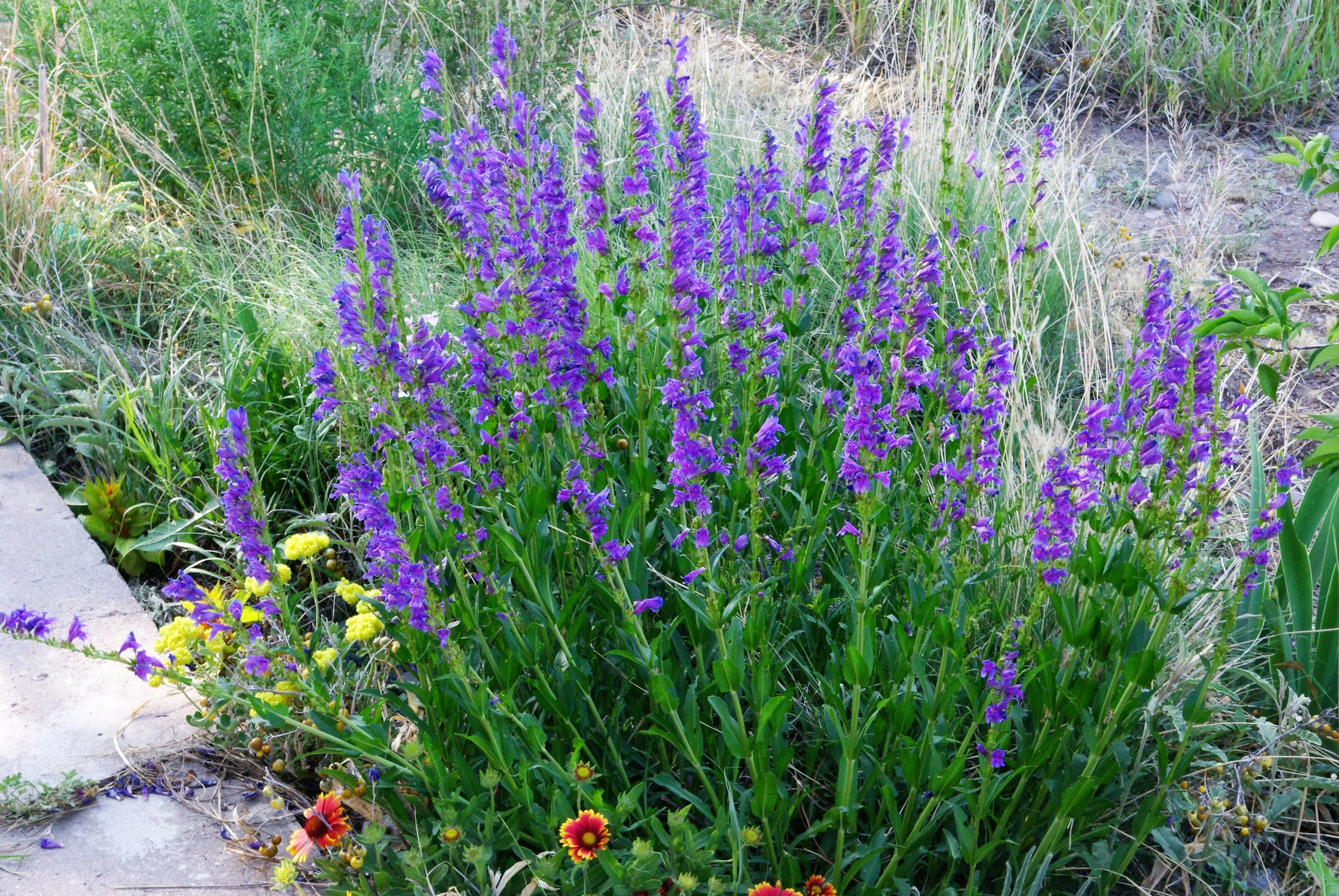 300 Blue ROCKY MOUNTAIN BEARDTONGUE Penstemon Strictus Flower Seeds - Image 8