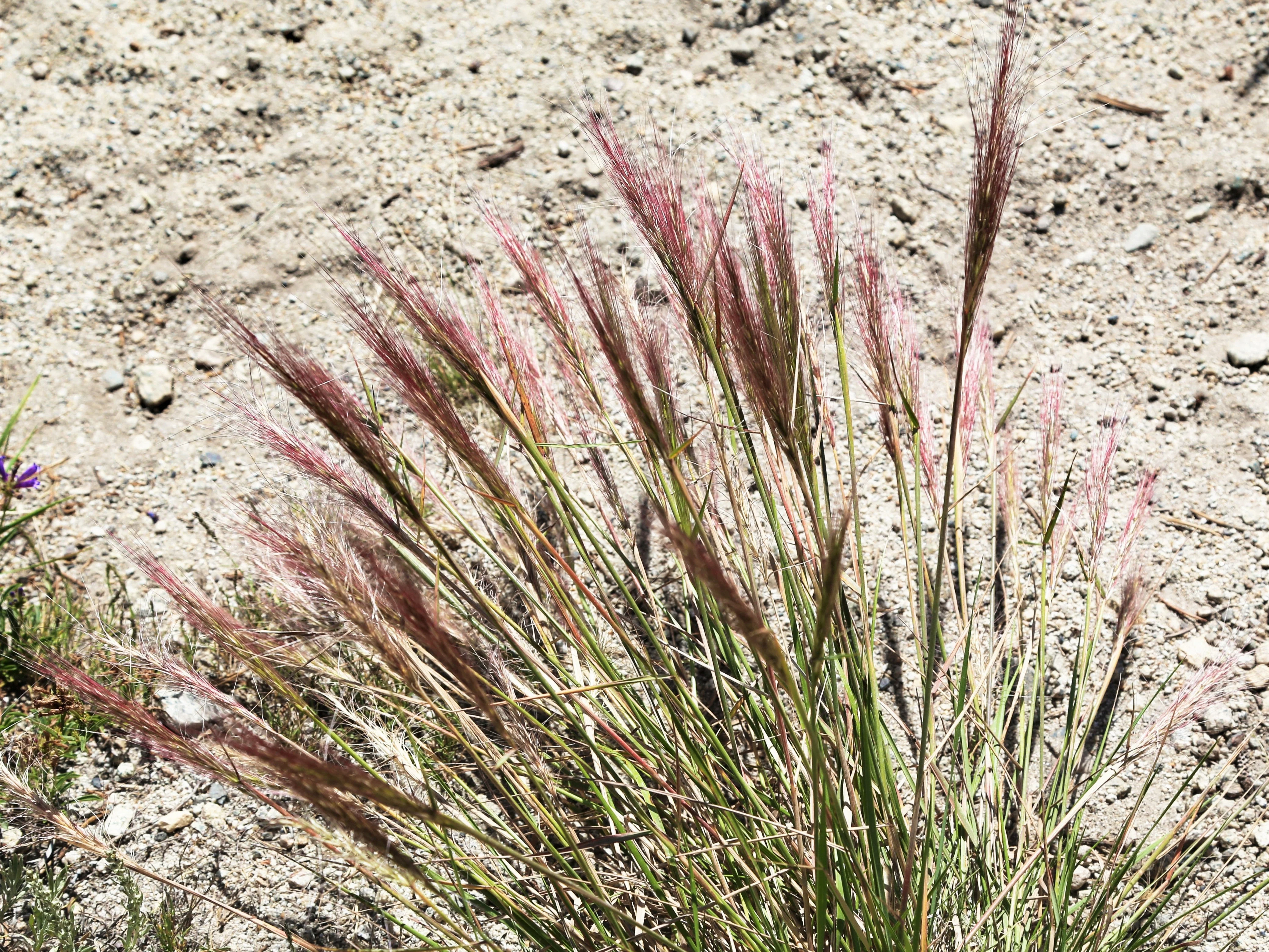 300 Bottlebrush SQUIRRELTAIL RYE GRASS Elymus Elymoides syn Sitanion Hystrix Red Plume Squirrel Tail Ornamental Seeds - Image 6