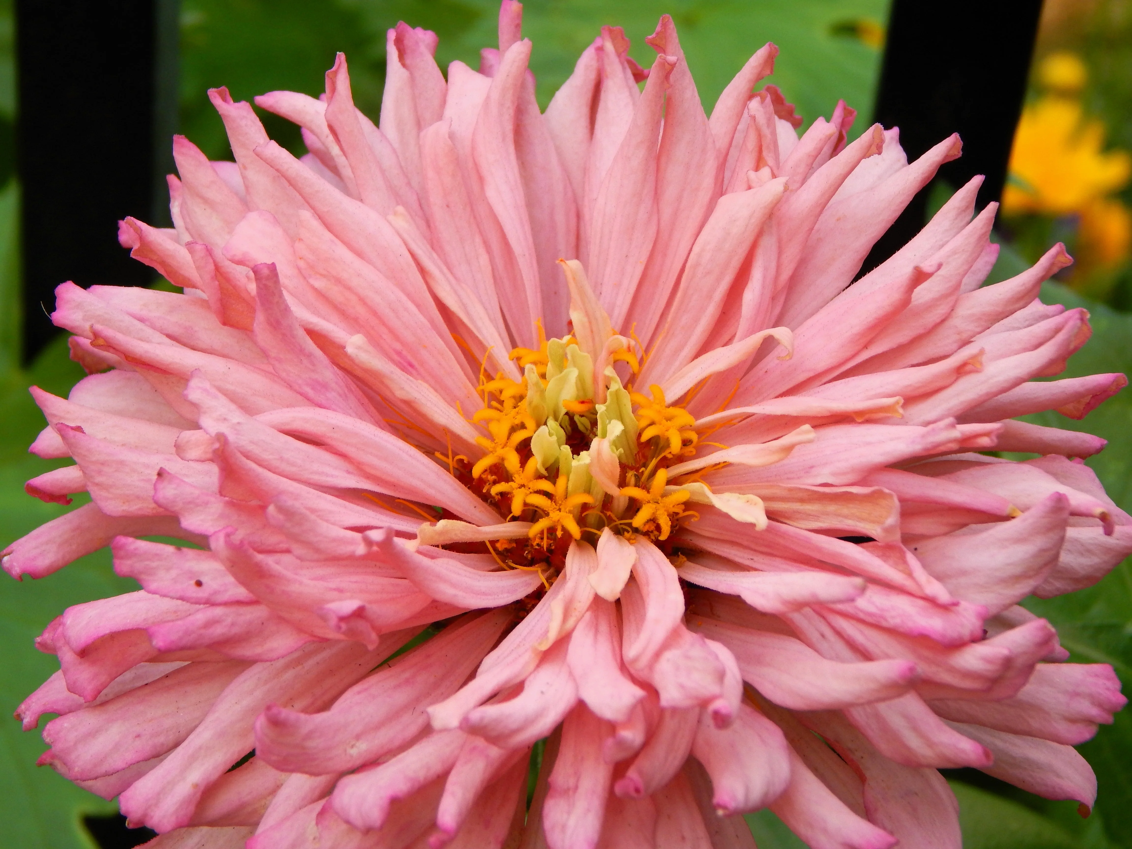 300 Burpeeana Giant Mix CACTUS FLOWERED ZINNIA Elegans Flower Seeds - Image 5