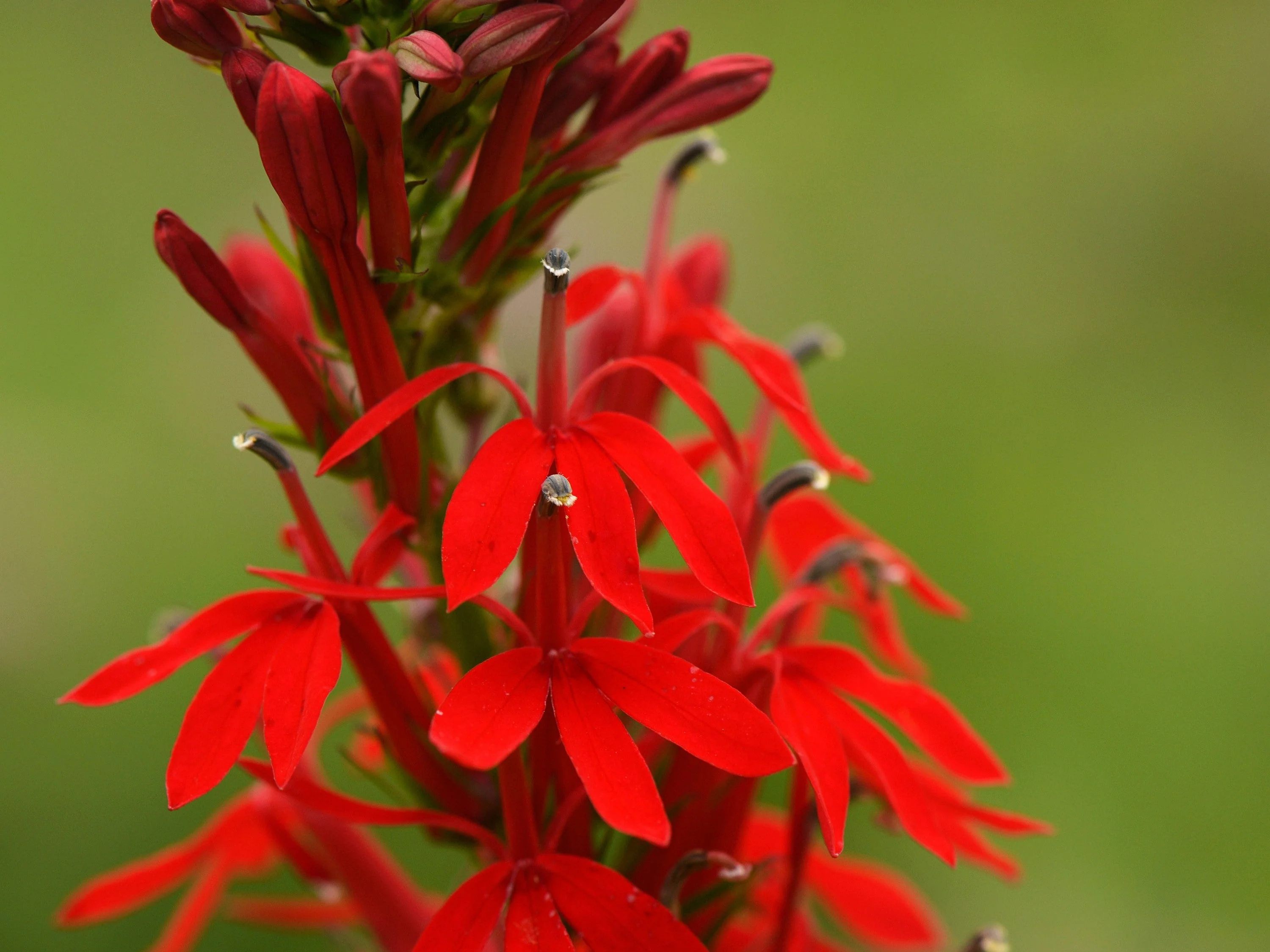 300 CARDINAL FLOWER LOBELIA Cardinalis Flower Seeds - Image 5