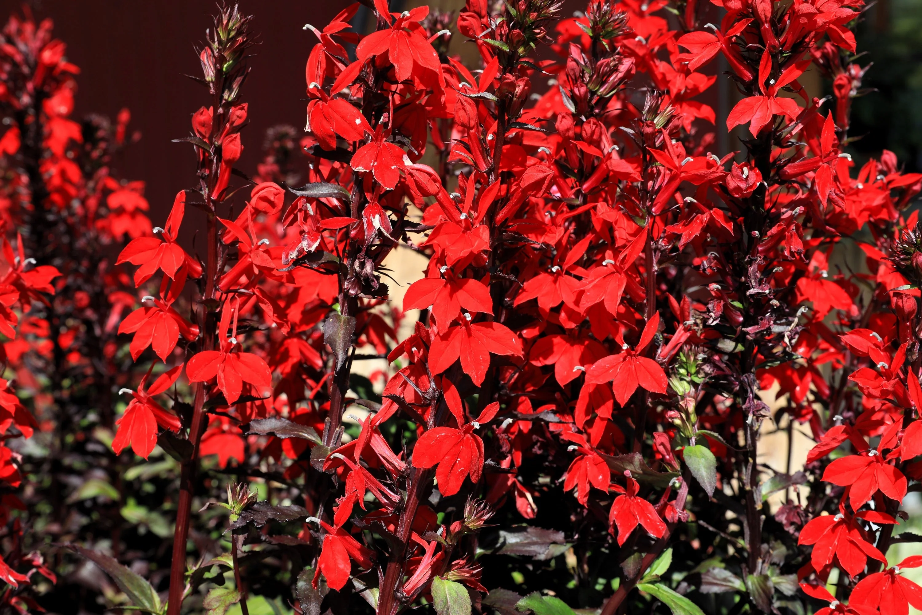 300 CARDINAL FLOWER LOBELIA Cardinalis Flower Seeds - Image 8