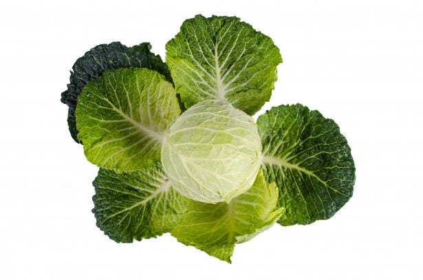 300 CHARLESTON WAKEFIELD CABBAGE Heirloom Cone Brassica Oleracea Vegetable Seeds - Image 3