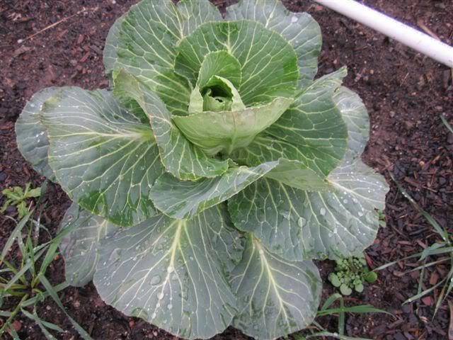 300 CHARLESTON WAKEFIELD CABBAGE Heirloom Cone Brassica Oleracea Vegetable Seeds - Image 4