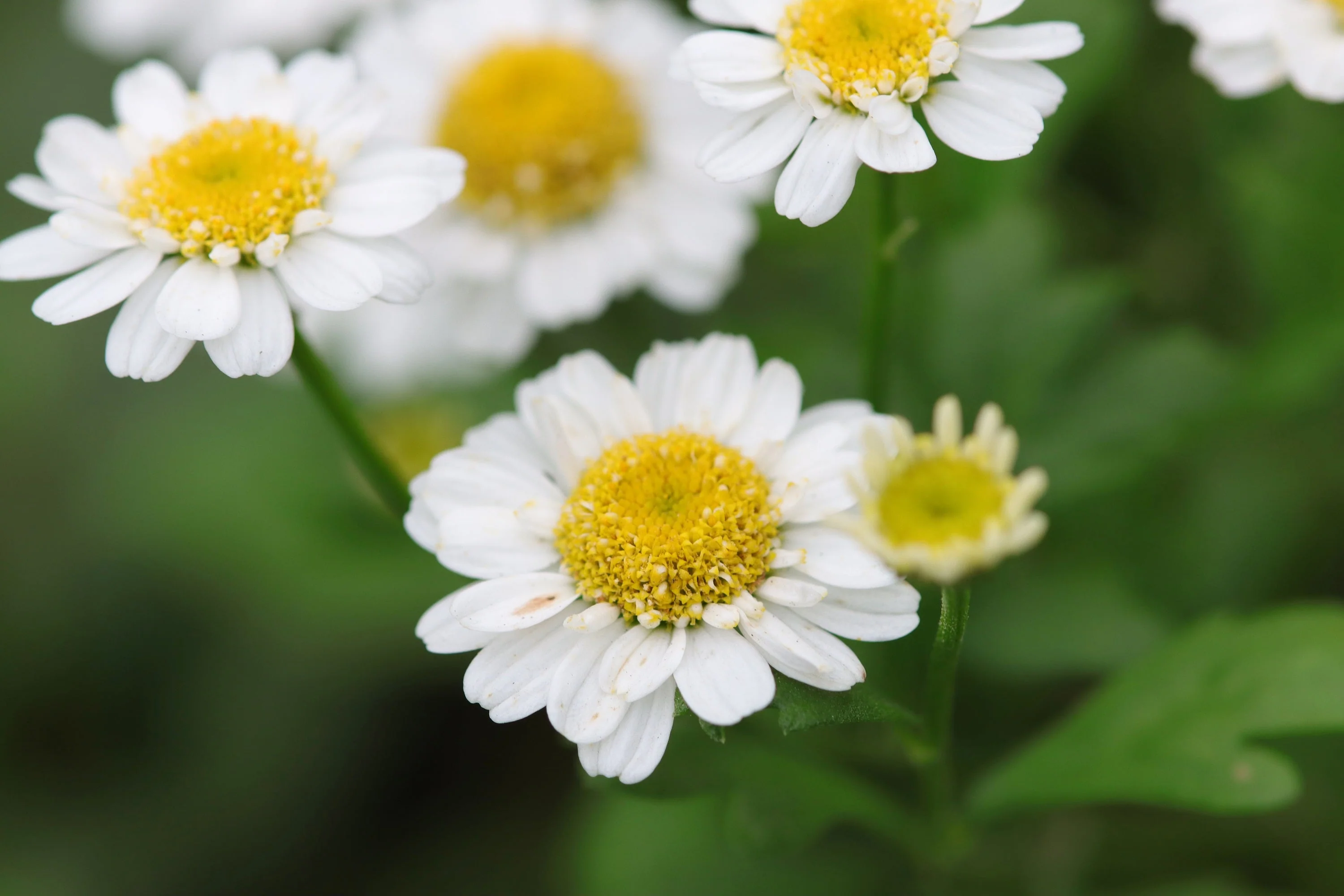 300 FEVERFEW Tanacetum Parthenium Herb Flower Seeds - Image 9