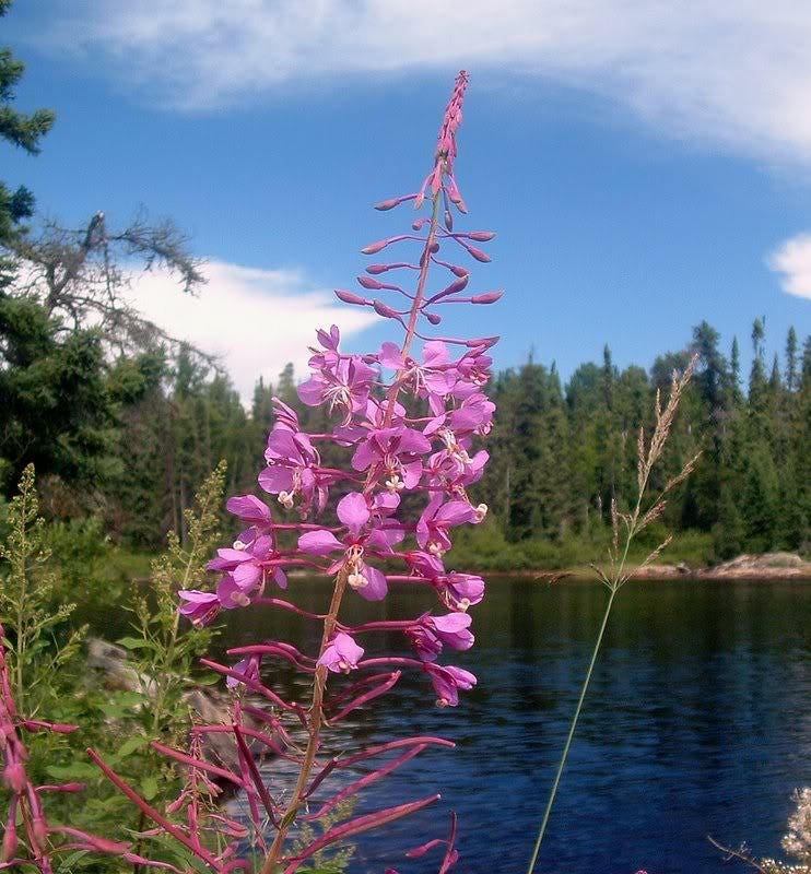 300 FIREWEED / ROSEBAY (Great Willowherb) Epilobium Angustifolium Flower Seeds - Image 4