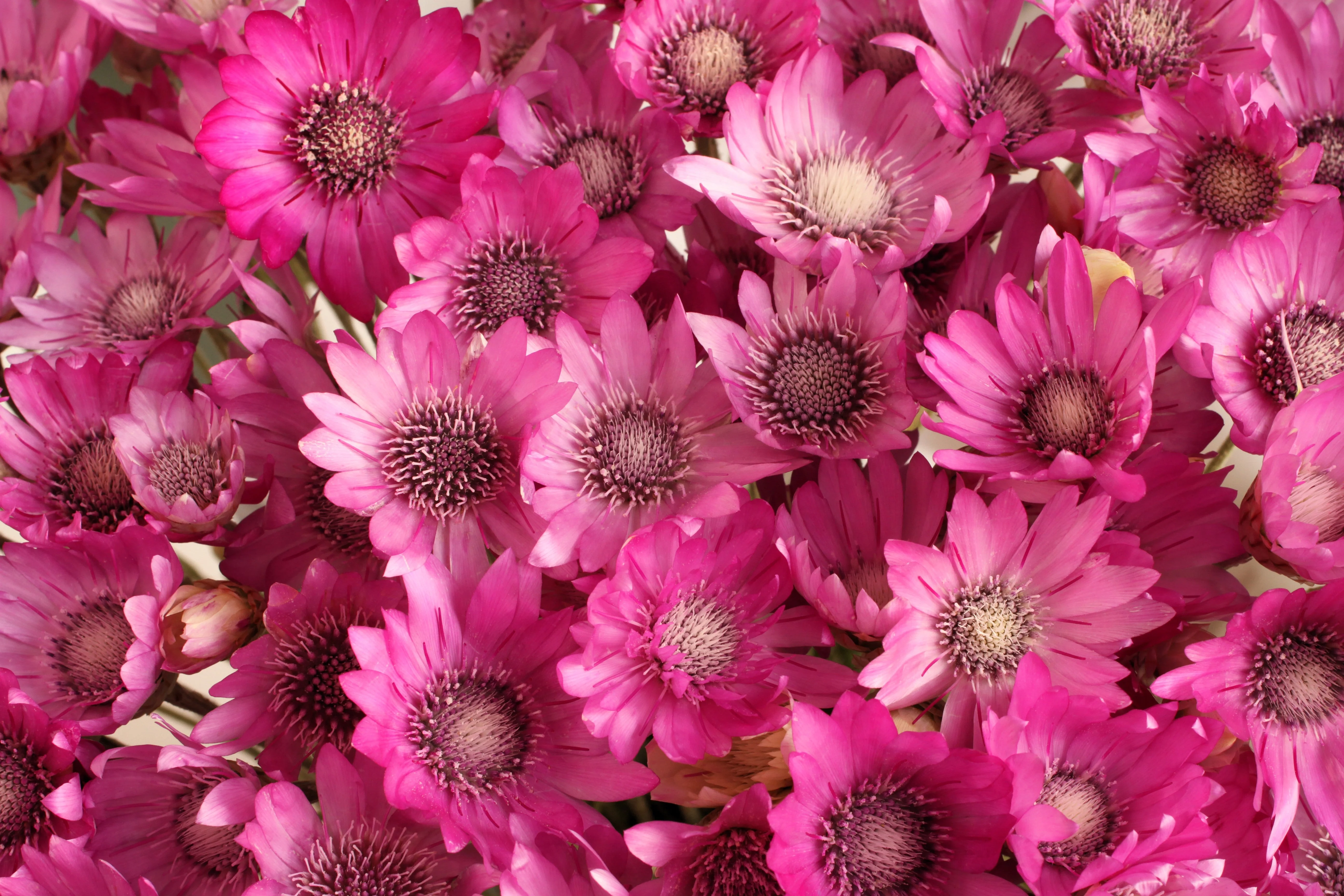 300 IMMORTELLE IMMORTAL MIX Xeranthemum Paper Daisy Everlasting Flower Seeds - Image 10