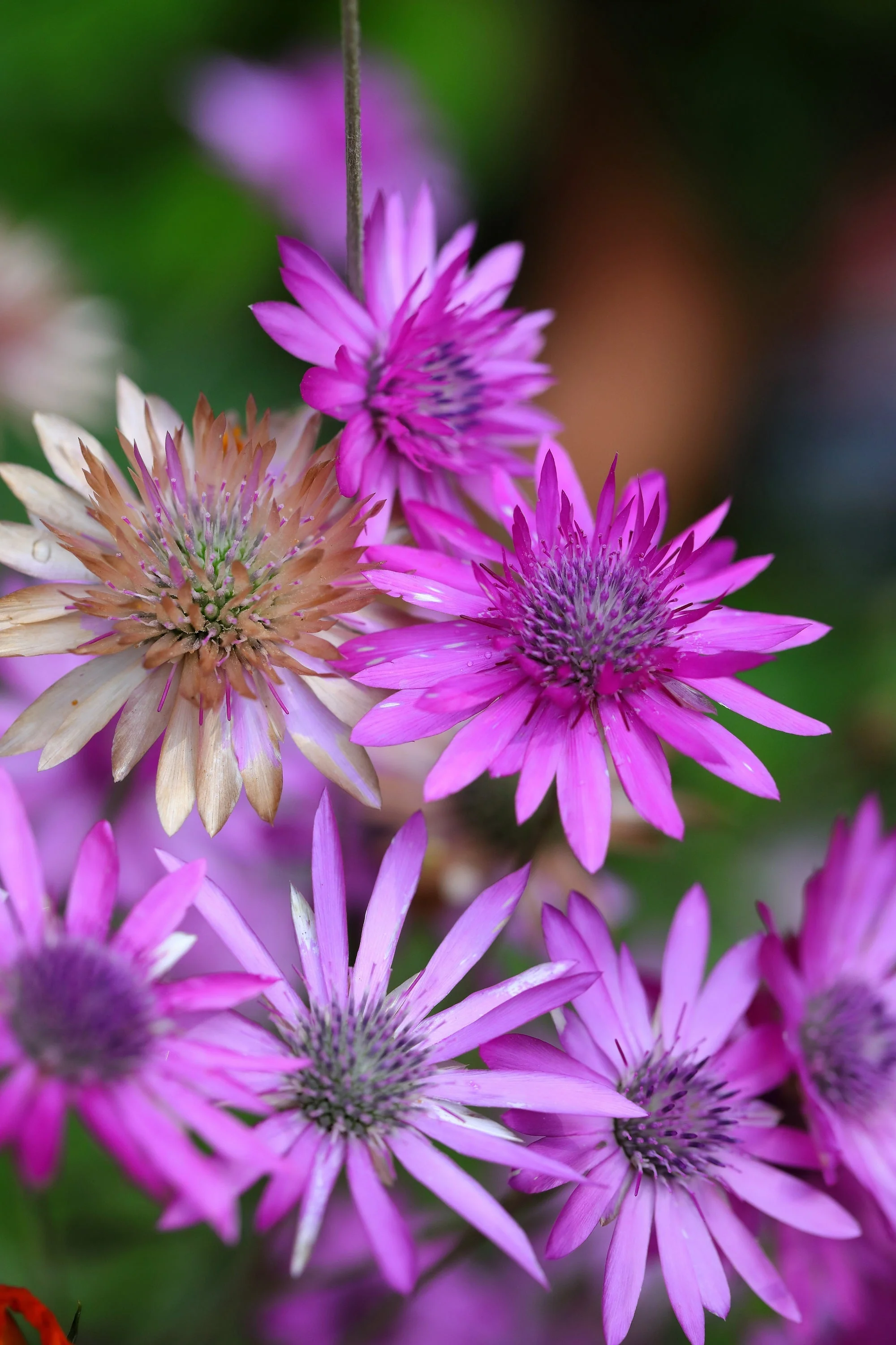 300 IMMORTELLE IMMORTAL MIX Xeranthemum Paper Daisy Everlasting Flower Seeds - Image 15