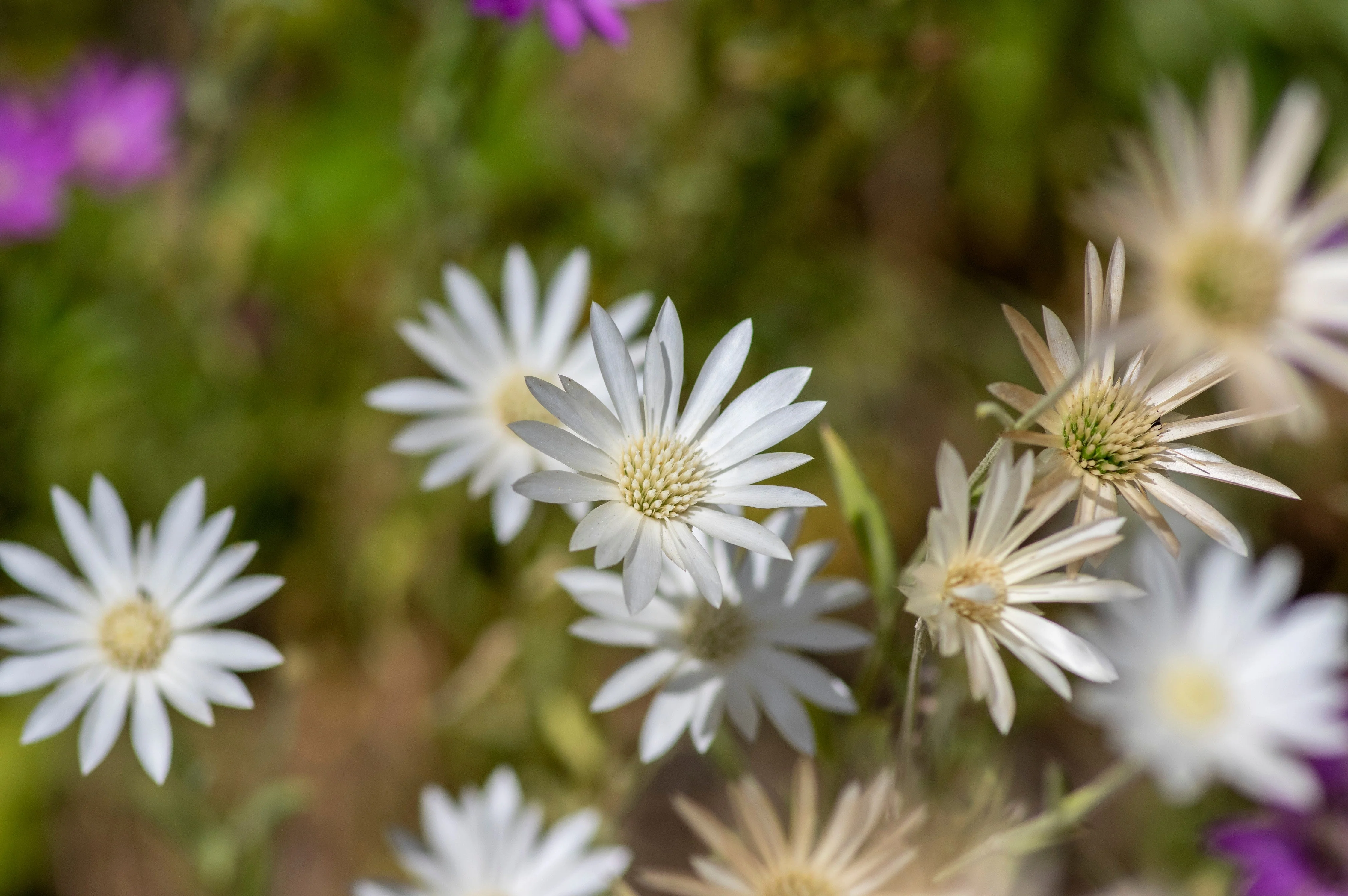 300 IMMORTELLE IMMORTAL MIX Xeranthemum Paper Daisy Everlasting Flower Seeds - Image 3