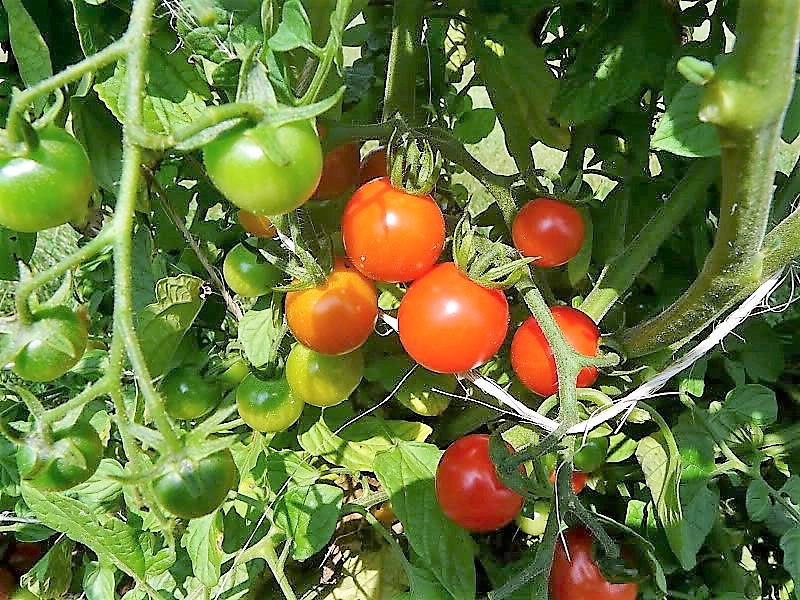 300 LARGE Red CHERRY TOMATO Lycopersicon Lycopersicum Fruit Vegetable Seeds - Image 2