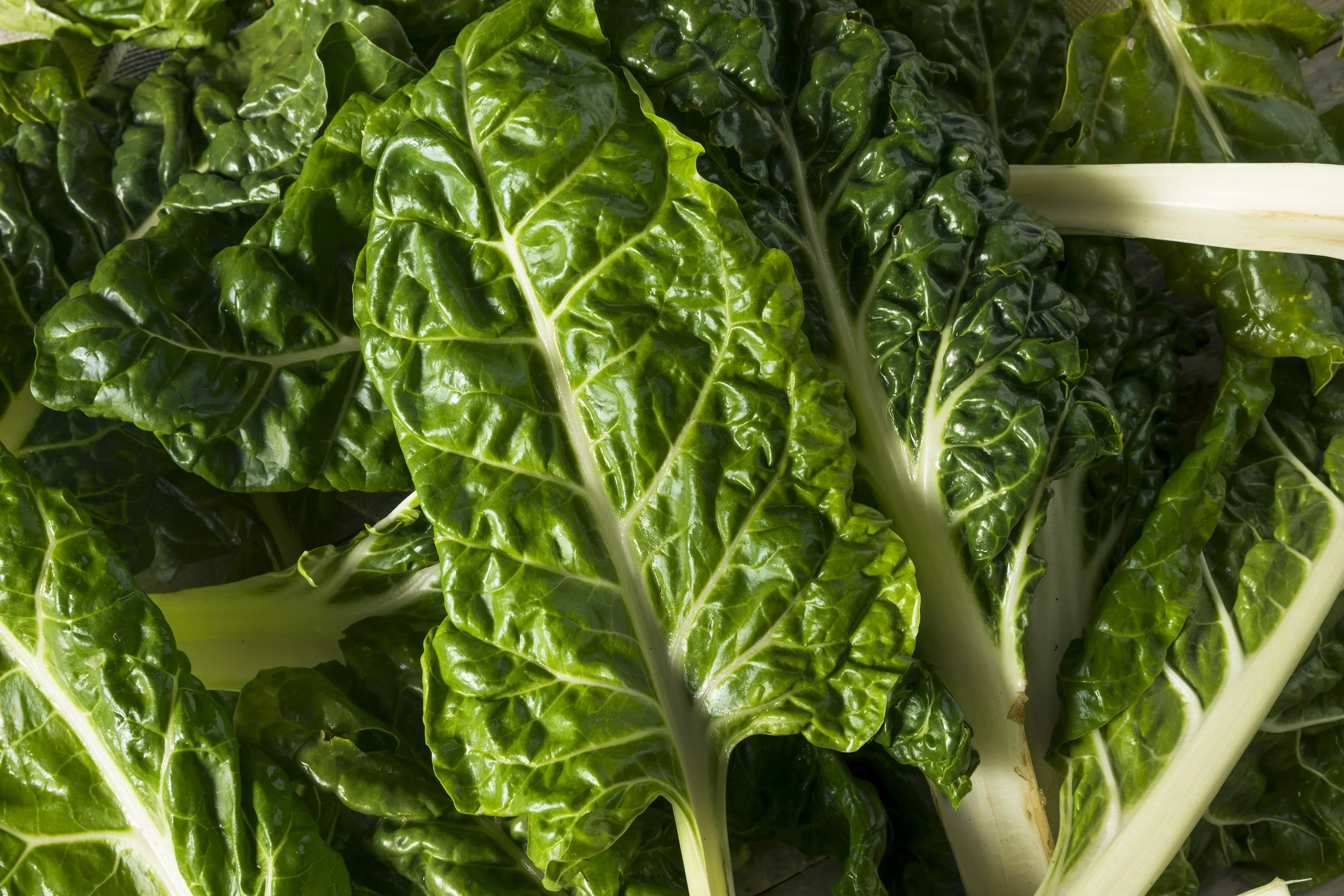 300 LUCULLUS SWISS CHARD Beta Vulgaris White Perpetual Spinach Vegetable Seeds - Image 4