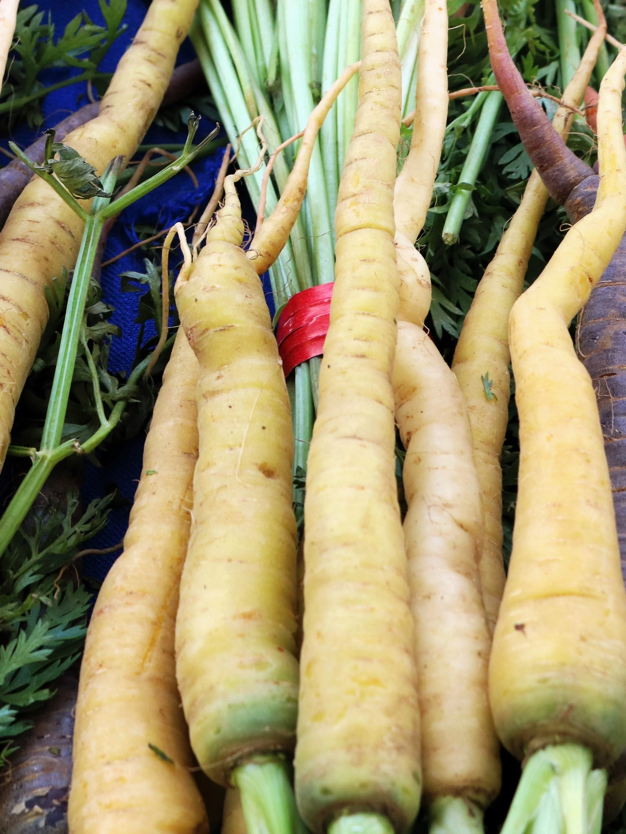300 LUNAR WHITE CARROT Daucus Carota Vegetable Seeds - Image 2