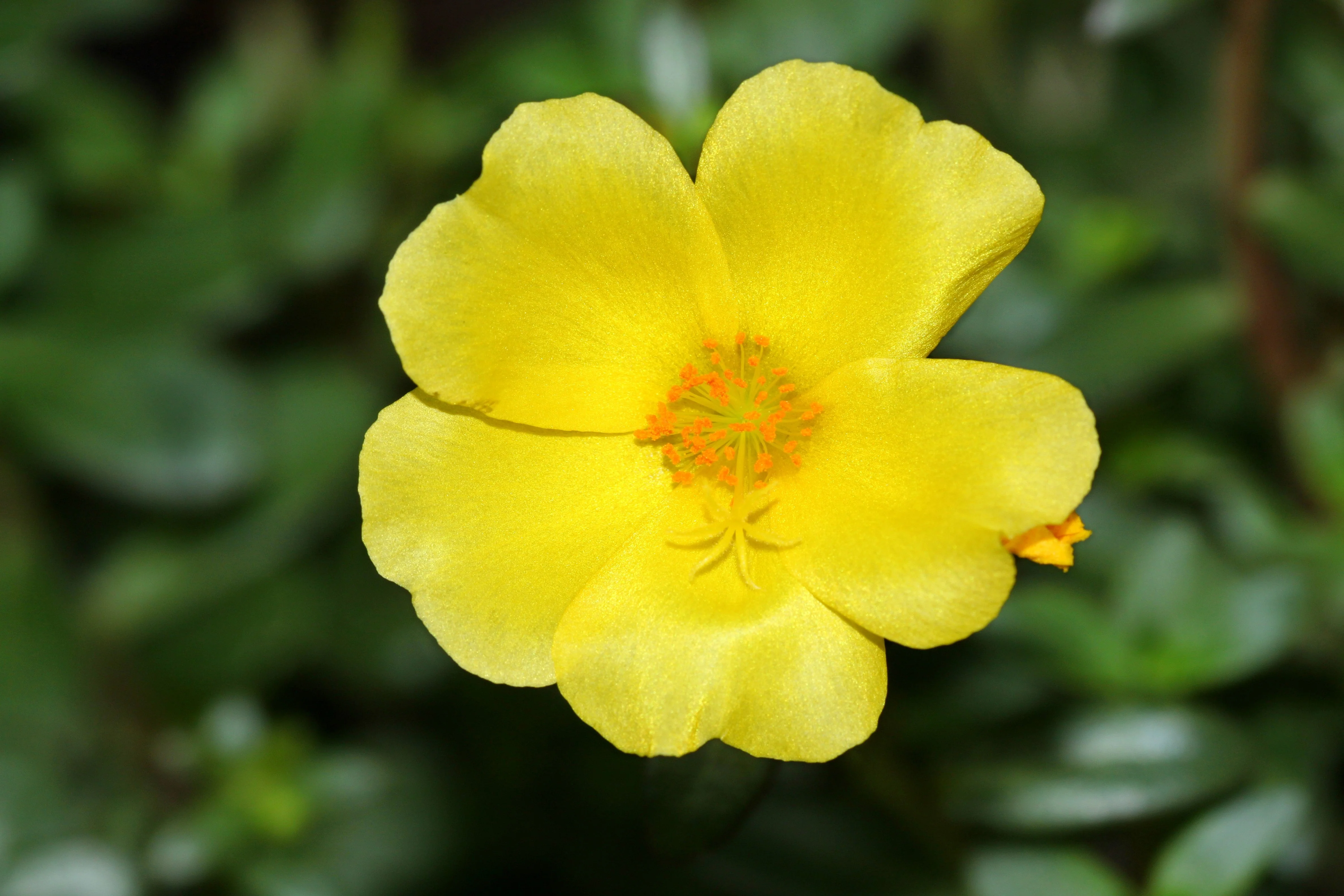 300 Organic GOLDEN PURSLANE Portulaca Sativa Vegetable Herb Yellow Flower Seeds - Image 3