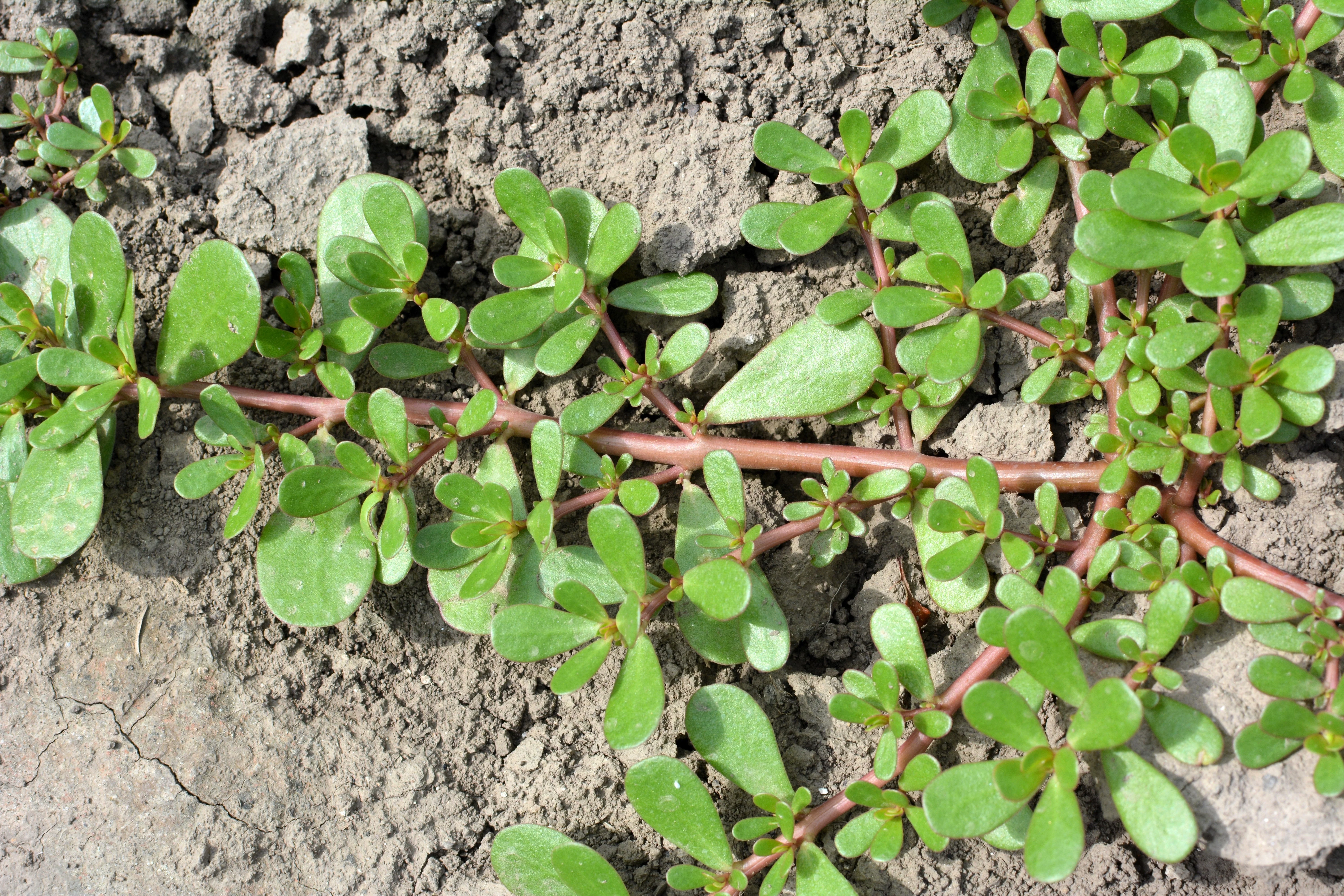 300 Organic GOLDEN PURSLANE Portulaca Sativa Vegetable Herb Yellow Flower Seeds - Image 4