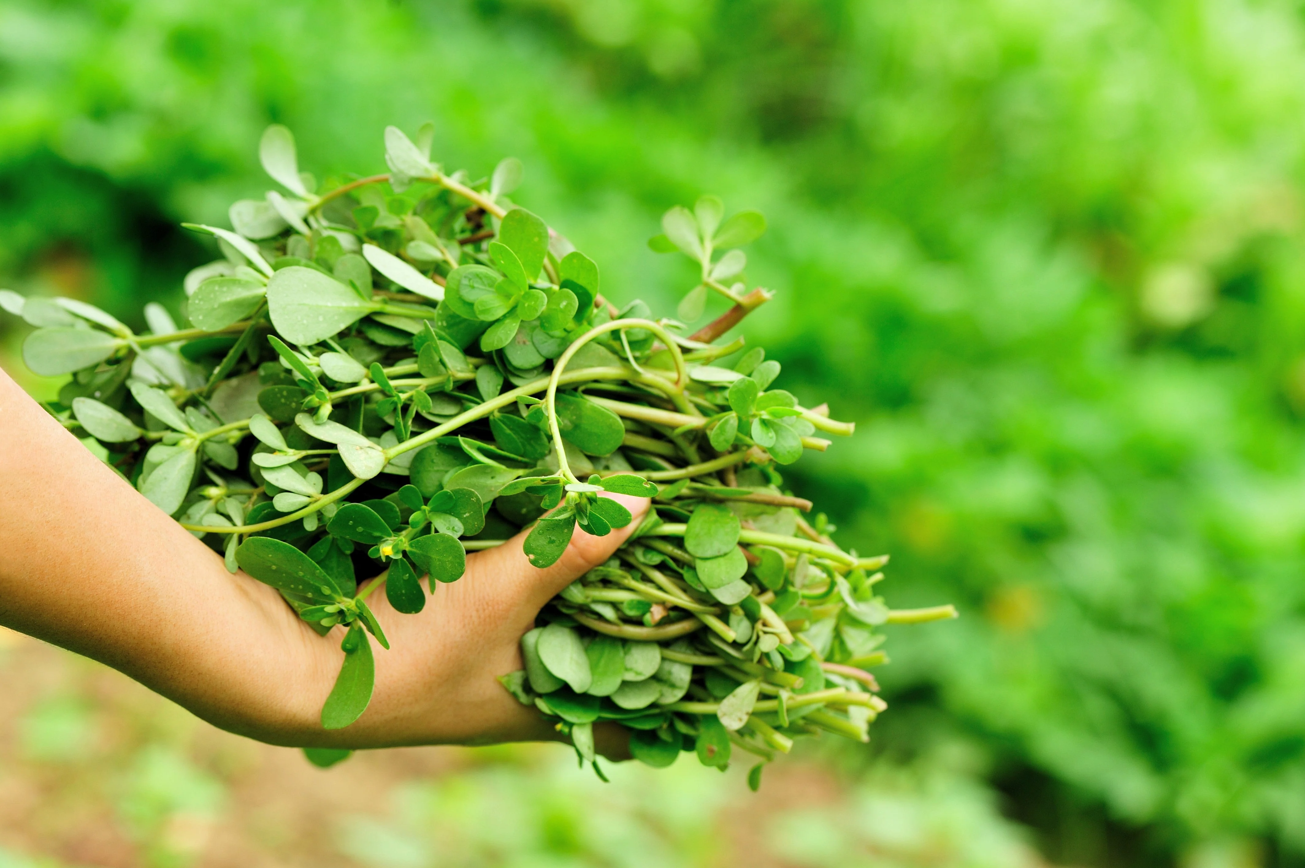 300 Organic GOLDEN PURSLANE Portulaca Sativa Vegetable Herb Yellow Flower Seeds - Image 7