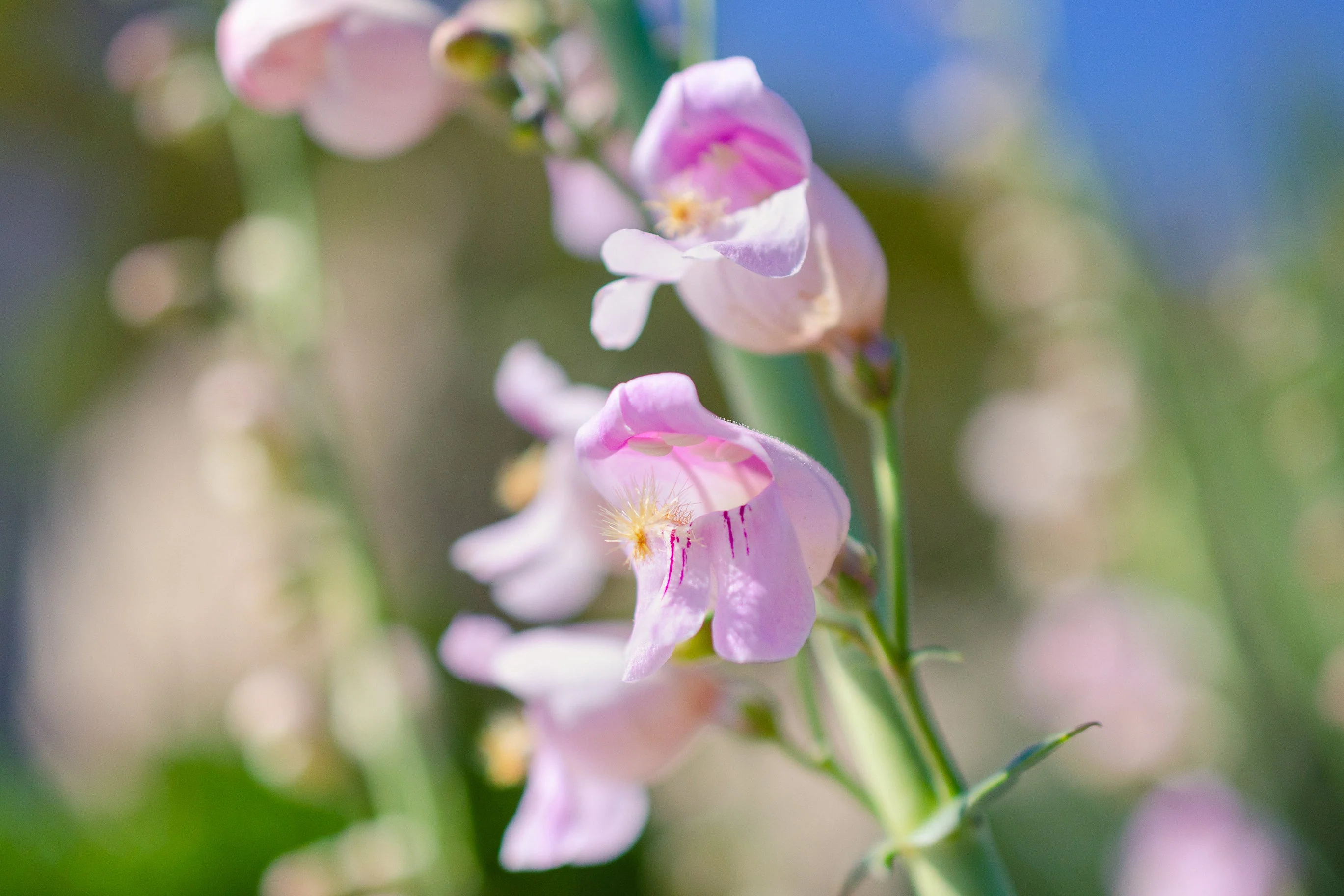 300 PALMERS PENSTEMON (Beardtongue / Balloon Flower) Penstemon Palmeri Flower Seeds - Image 9