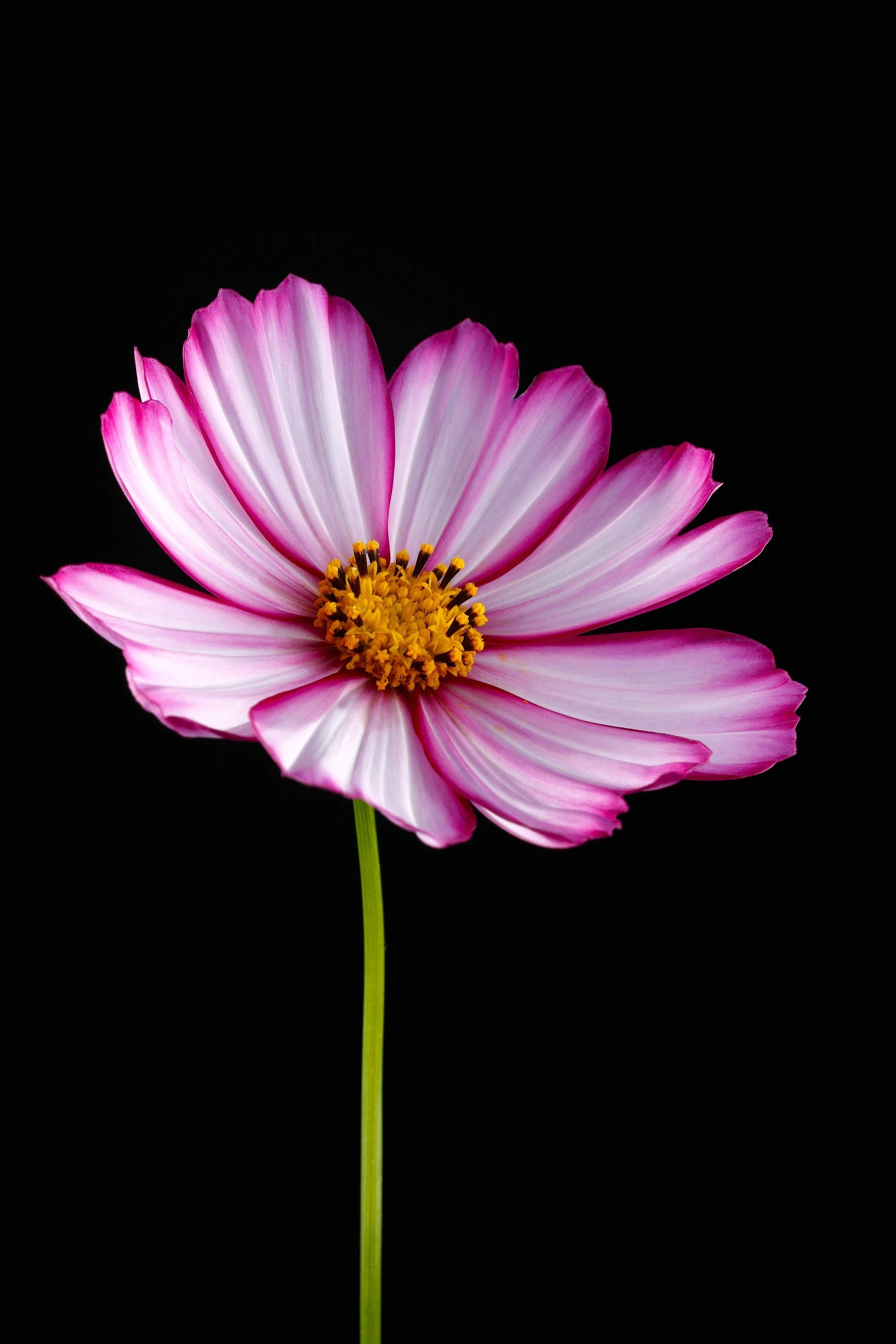 300 PICOTEE COSMOS Bipinnatus 2-Tone White Pink Magenta Fast Growing Flower Seeds - Image 8