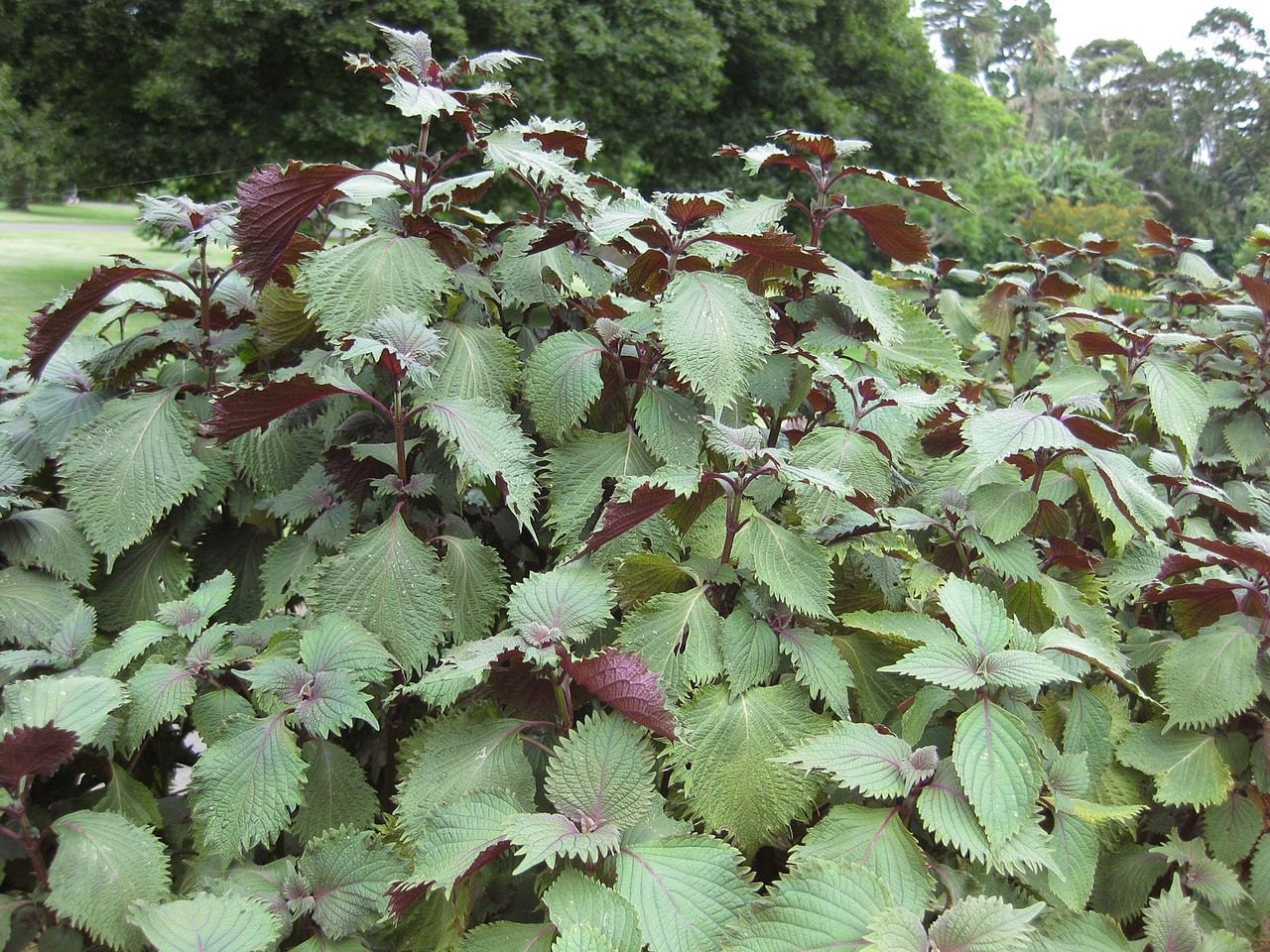300 PURPLE SHISO aka PERILLA Frutescens Ornamental Herb Seeds Green & Purple - Image 2