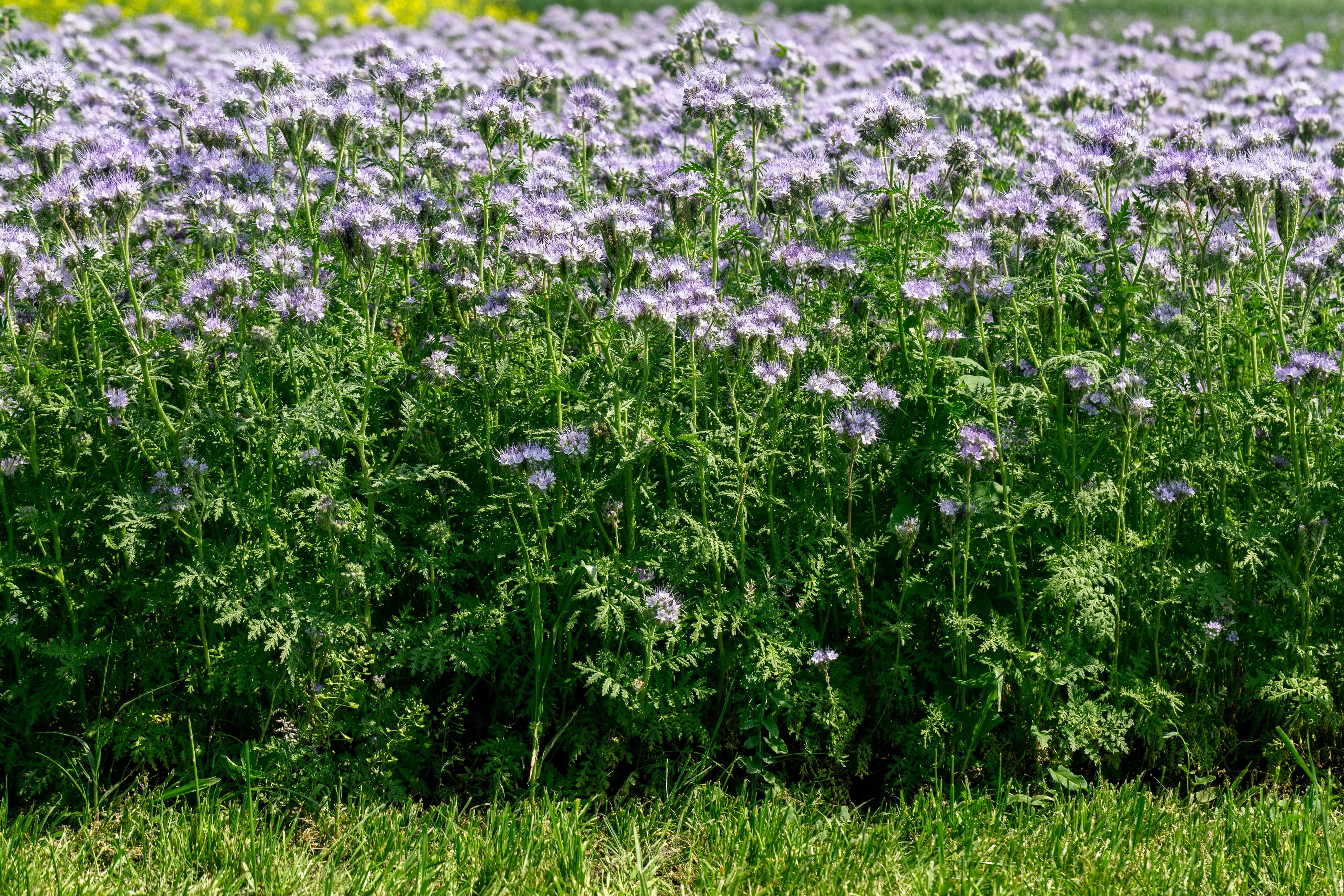 300 PURPLE TANSY Lacy Fiddleneck Phacelia Tanacetifolia Flower Seeds - Image 10