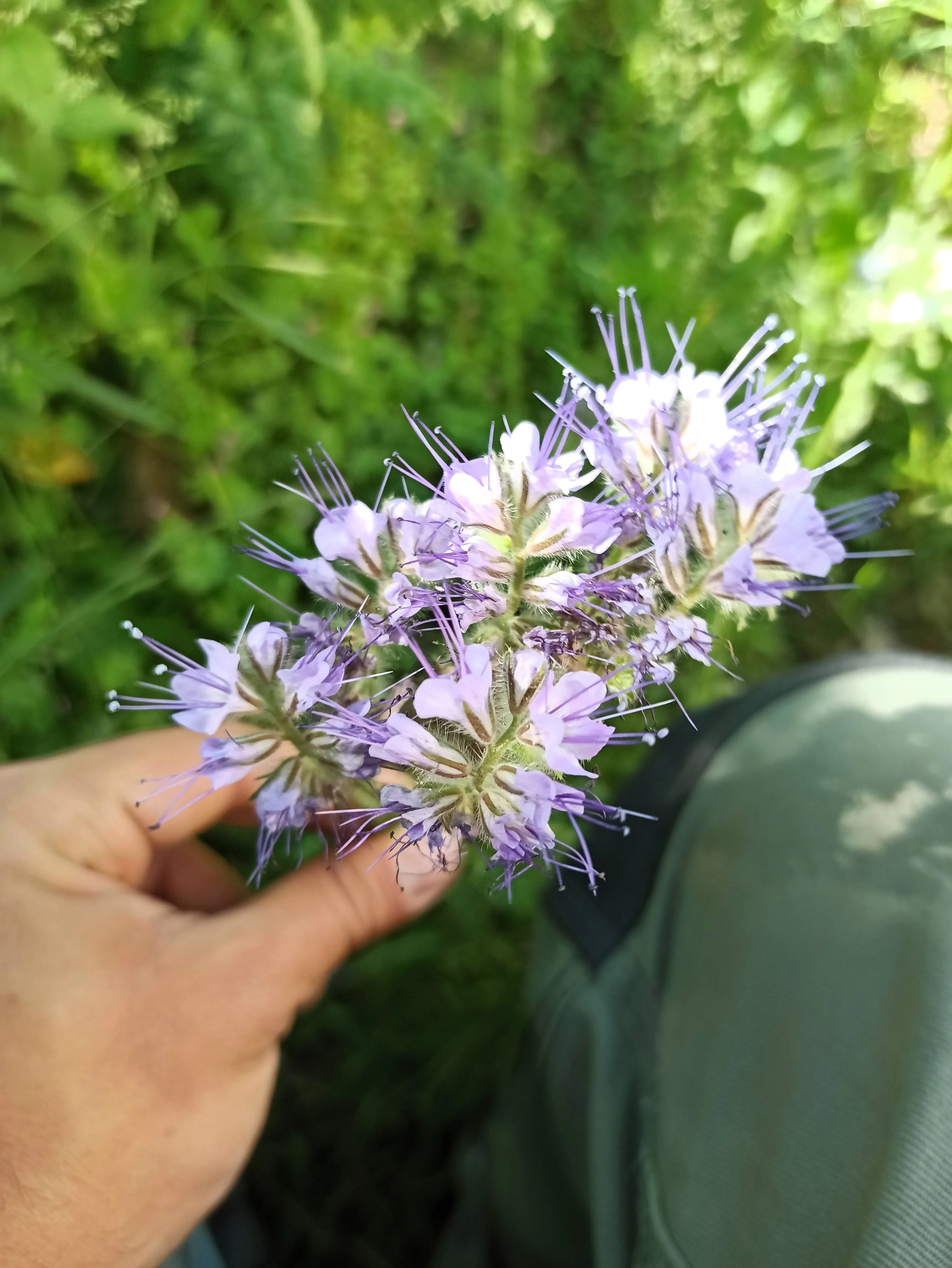 300 PURPLE TANSY Lacy Fiddleneck Phacelia Tanacetifolia Flower Seeds - Image 12