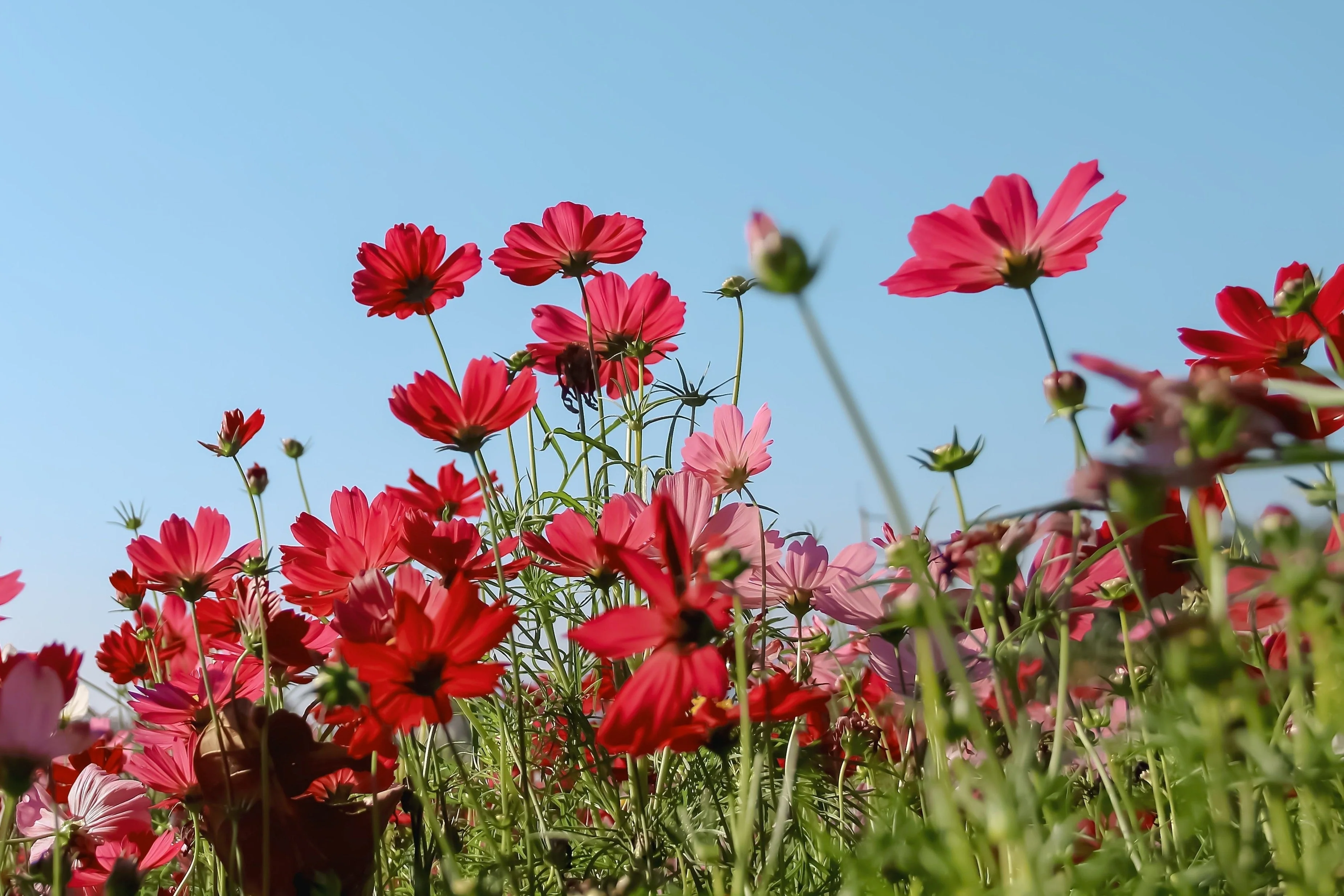 300 RED COSMOS DAZZLER Cosmos Bipinnatus Flower Seeds - Image 6