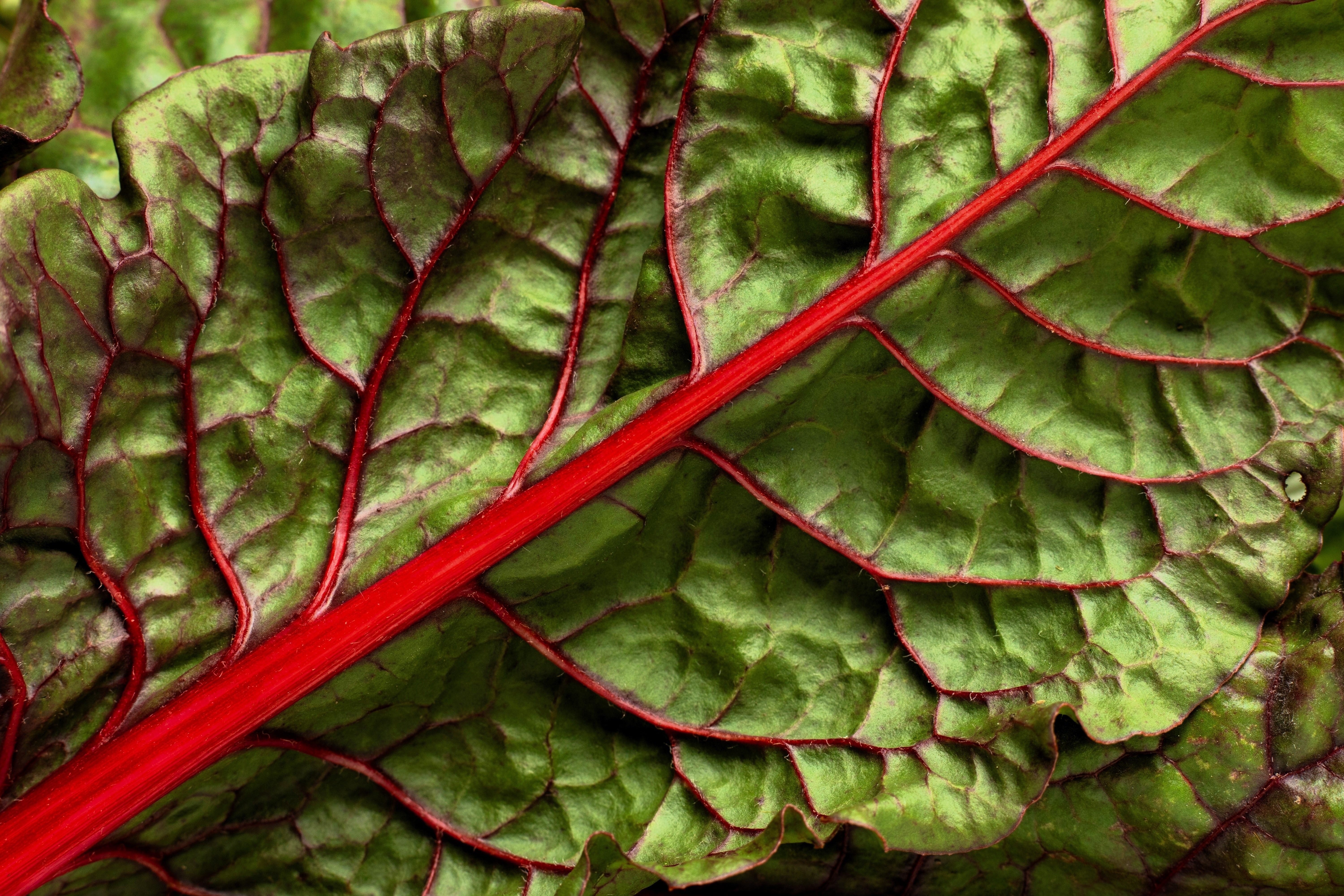 300 RHUBARB RED SWISS CHARD Perpetual Spinach Beta Vulgaris Vegetable Seeds - Image 4
