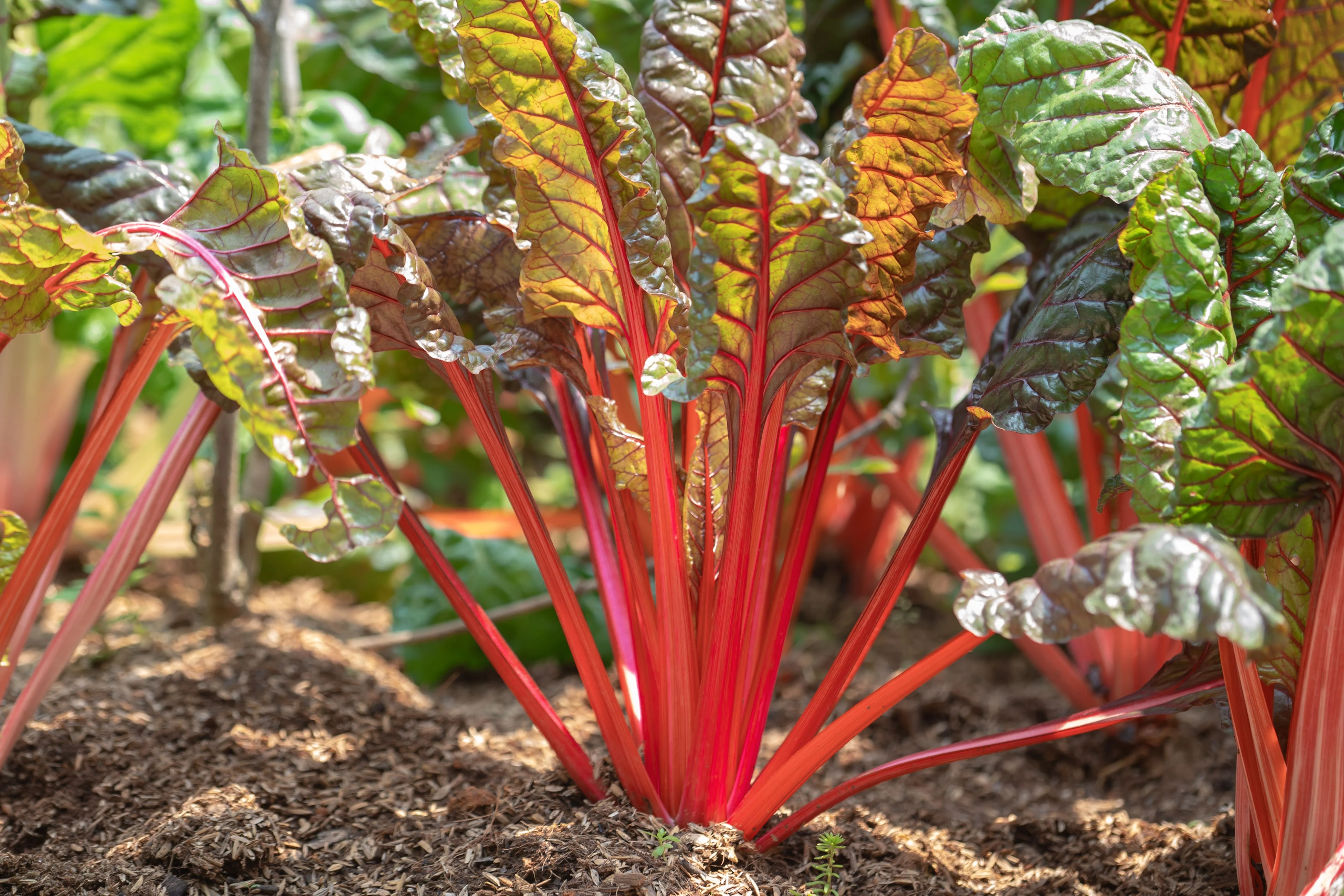 300 RUBY RED SWISS CHARD (Perpetual Spinach) Beta Vulgaris Cicla Vegetable Seeds - Image 10