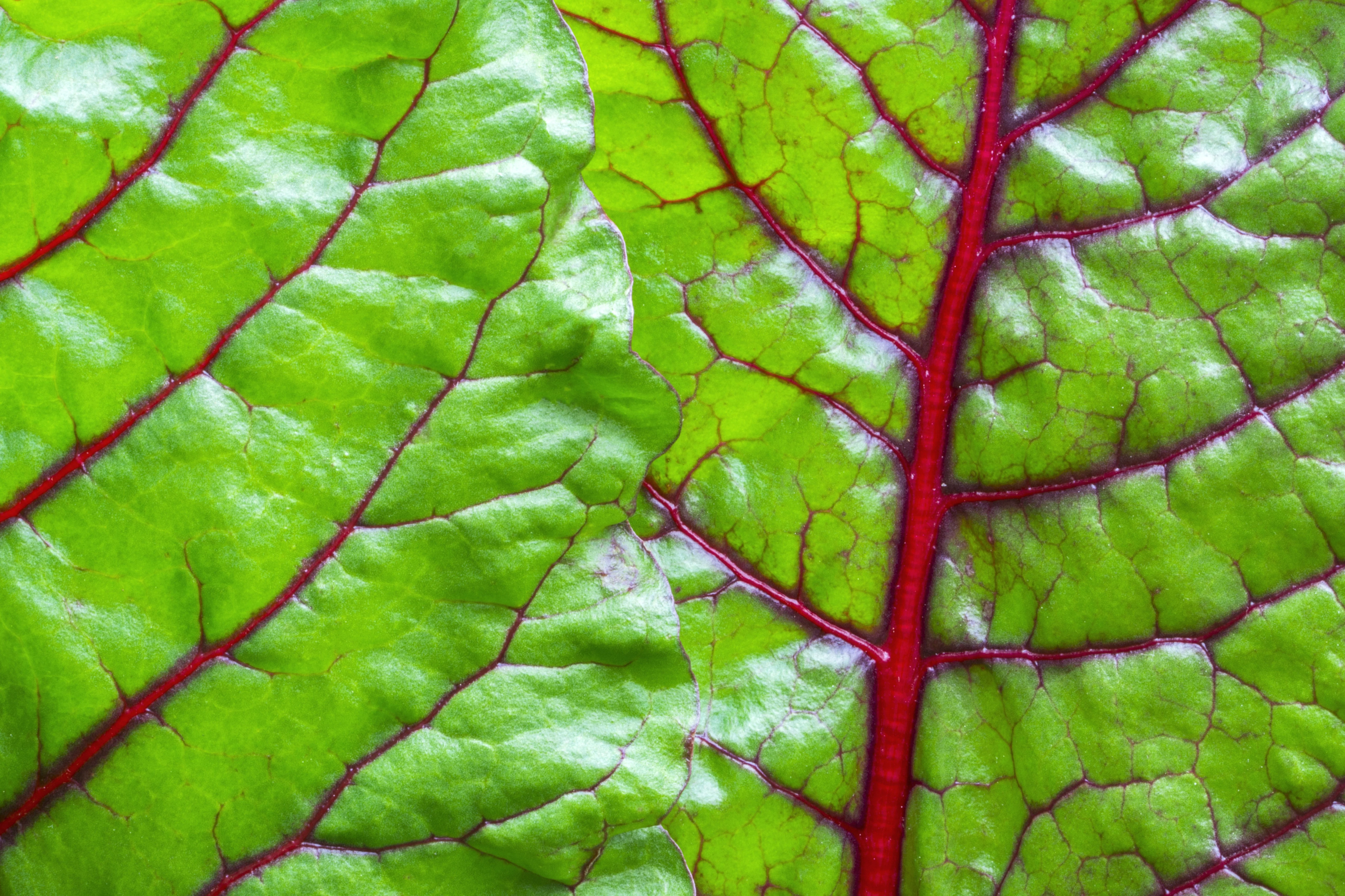 300 RUBY RED SWISS CHARD (Perpetual Spinach) Beta Vulgaris Cicla Vegetable Seeds - Image 4